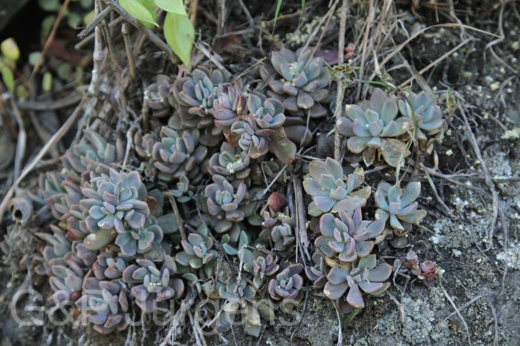 Bhutan2012 1072