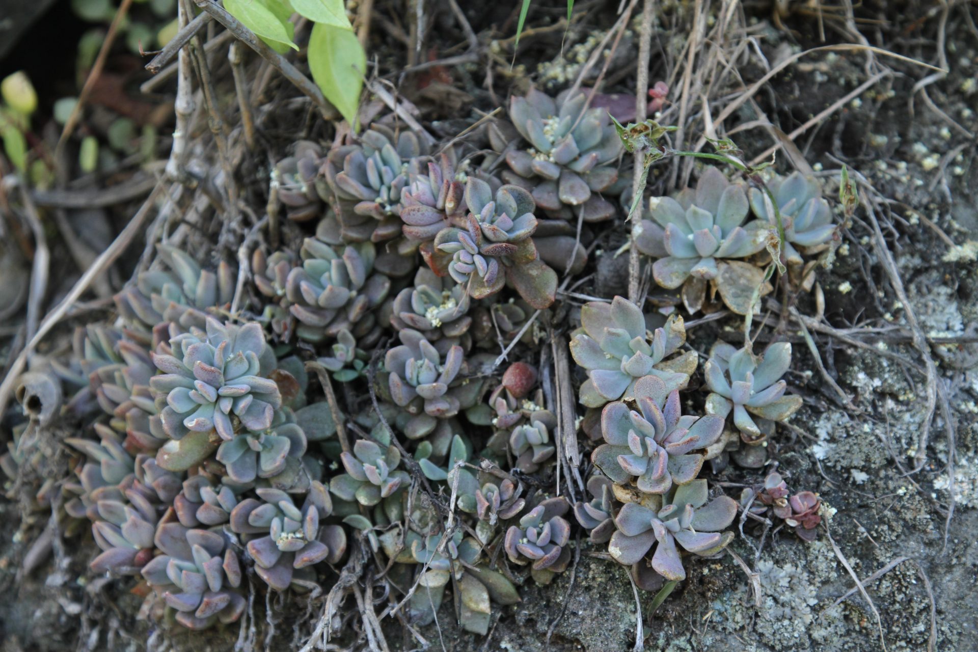 Rosularia adenotricha — Crassulaceae