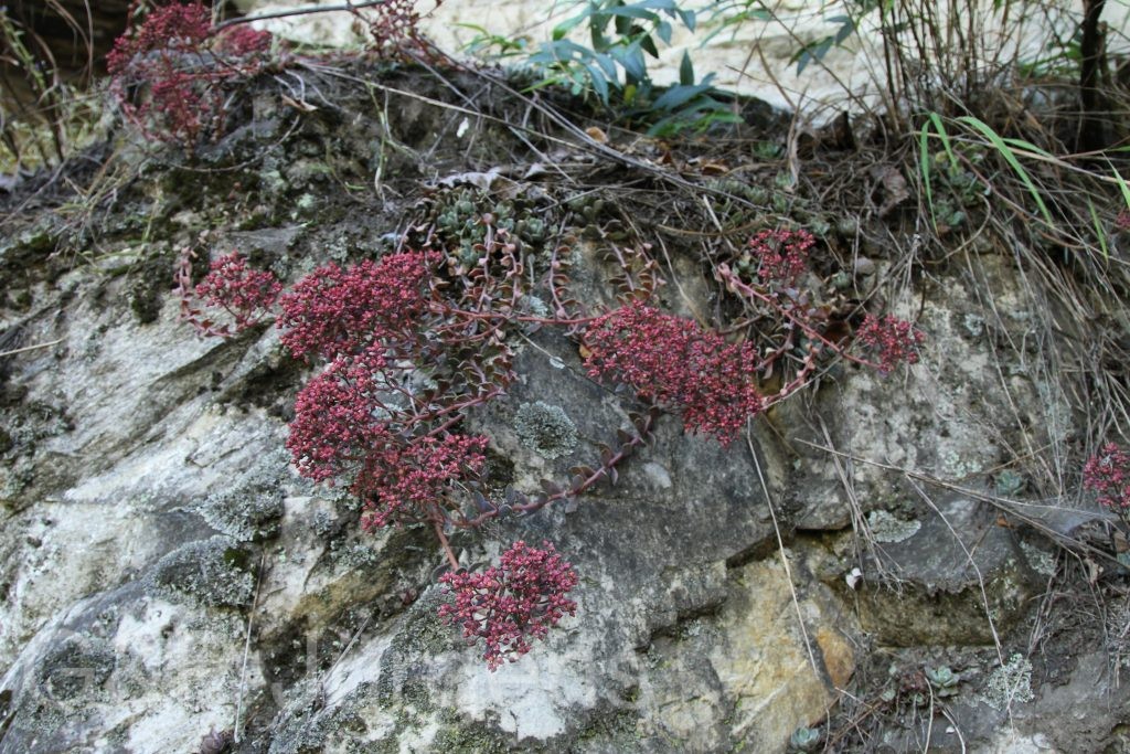 Bhutan2012 1073