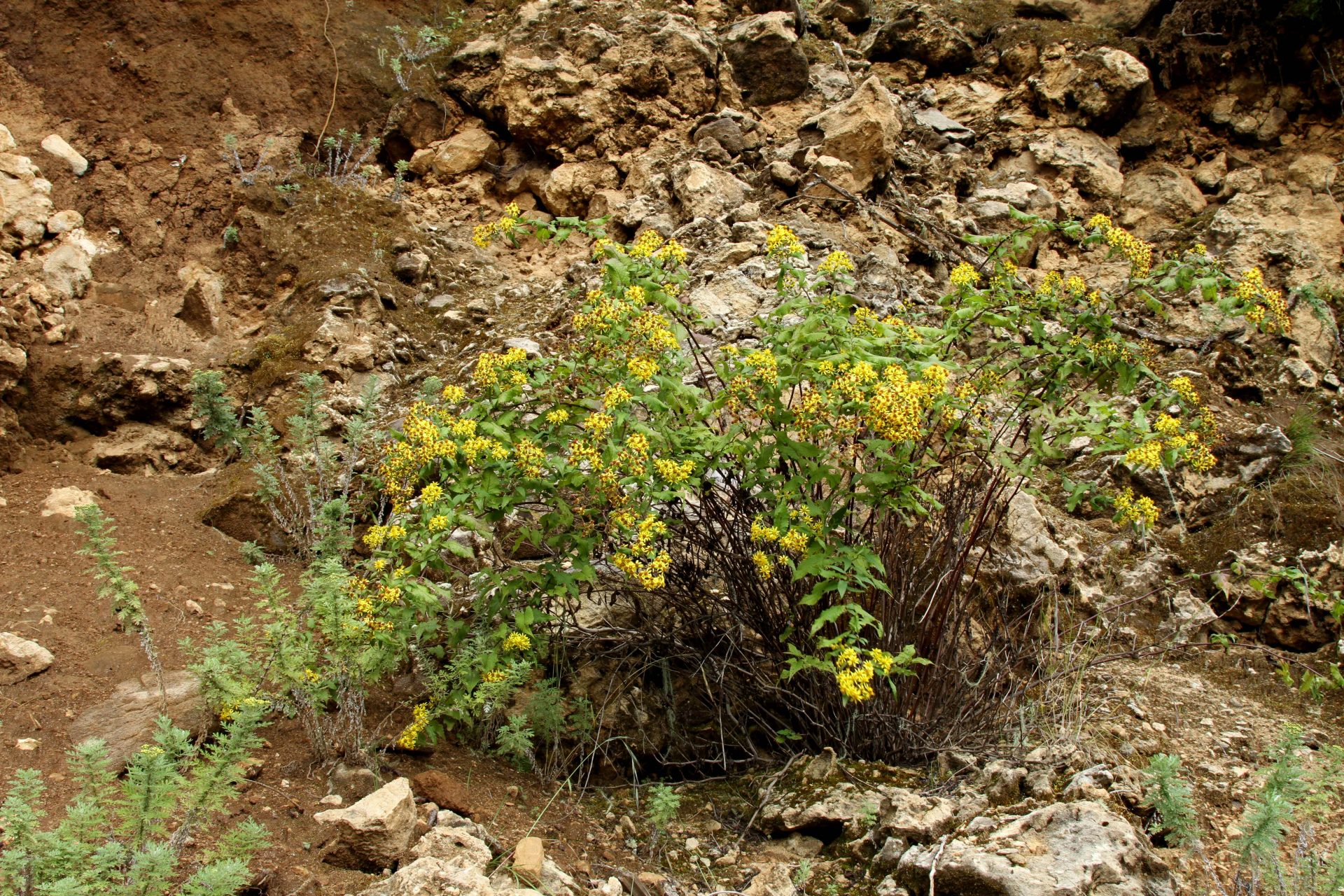 Senecio scandens — Asteraceae