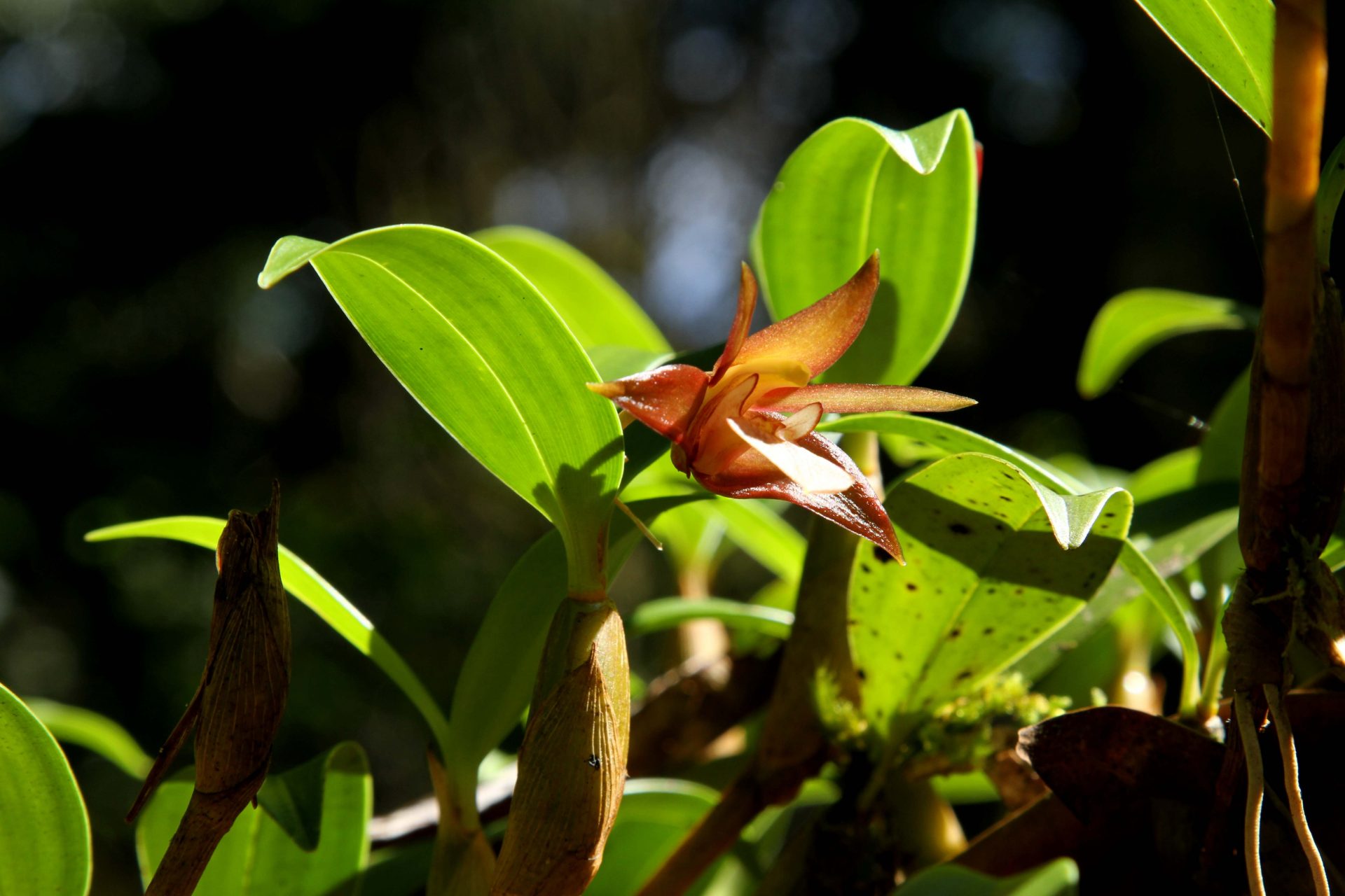 Dendrobium fuscescens — Orchideaceae