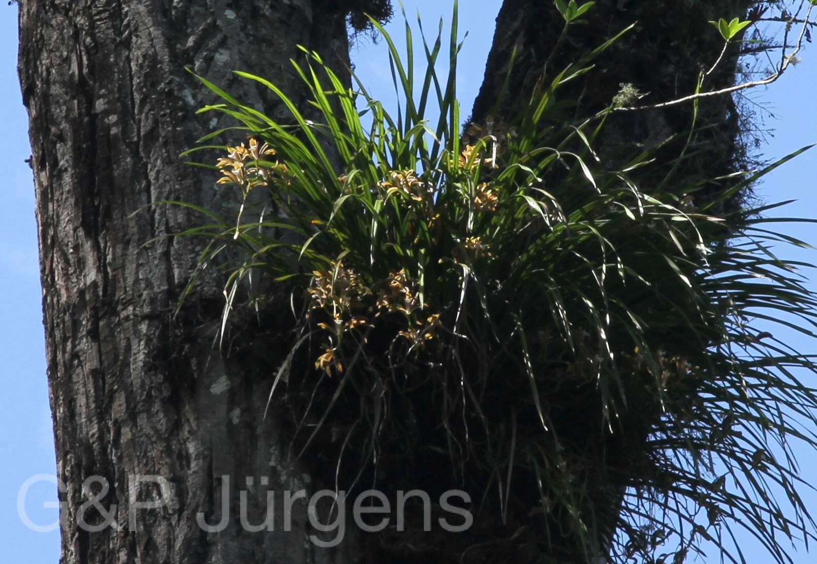 Cymbidium erythraeum — Orchideaceae