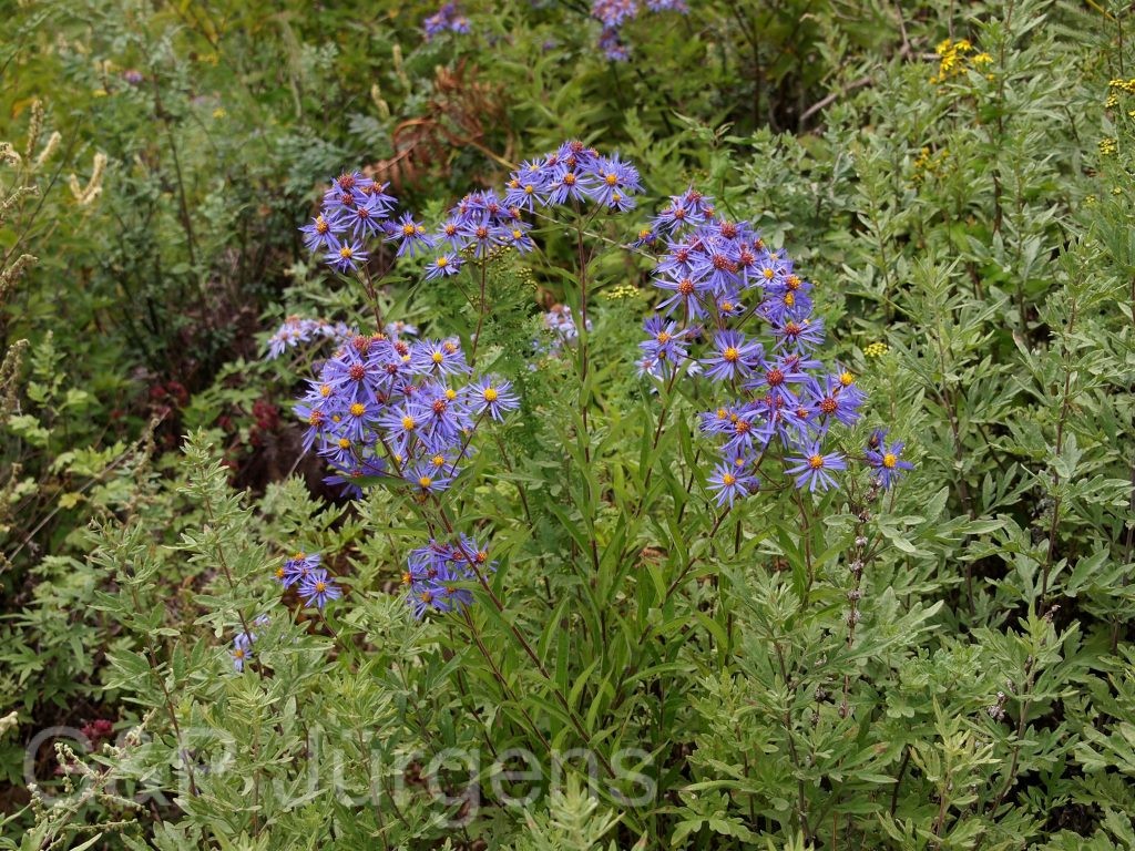 Bhutan2012 114