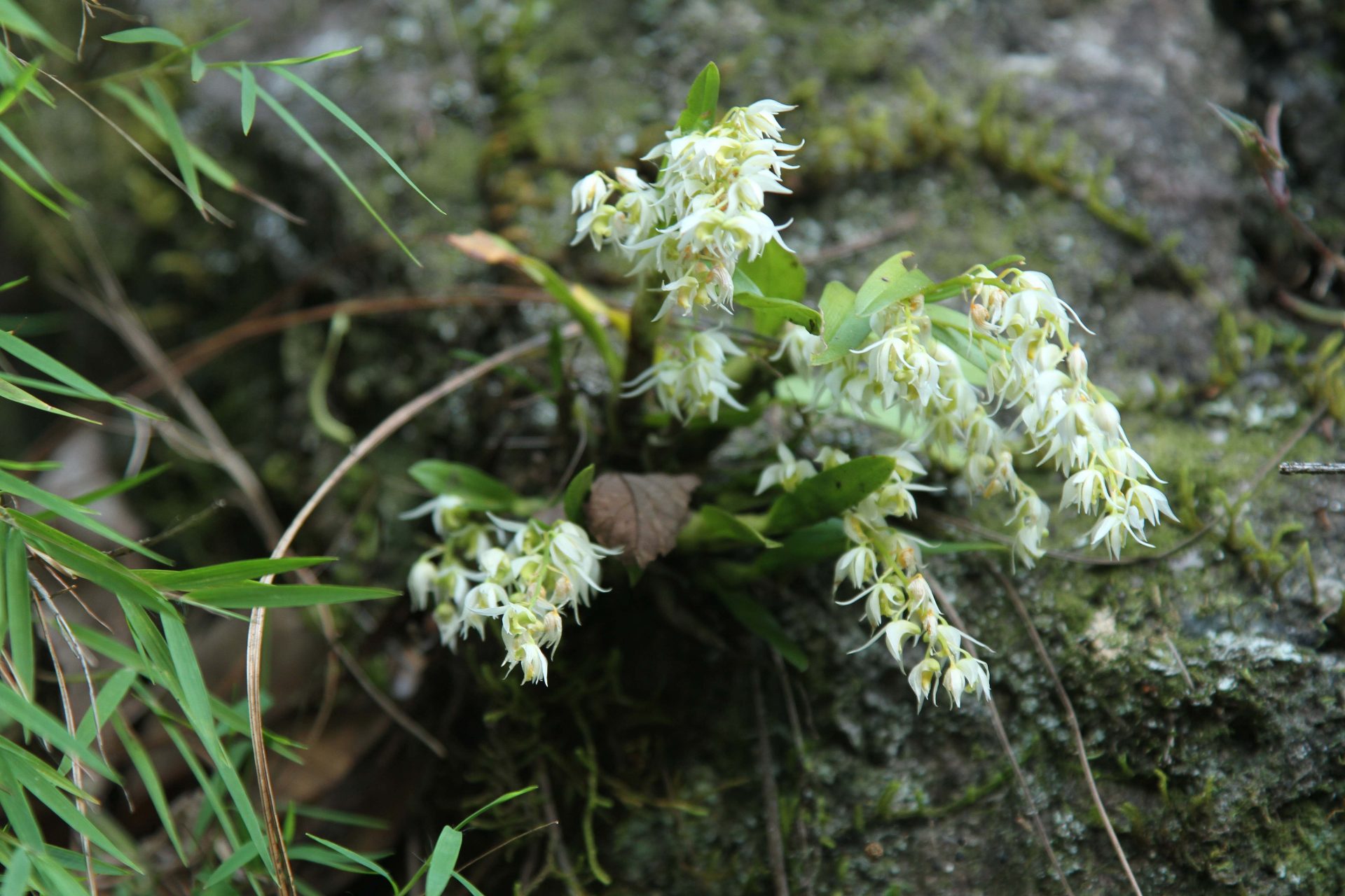 Pinalia acervata — Orchideaceae