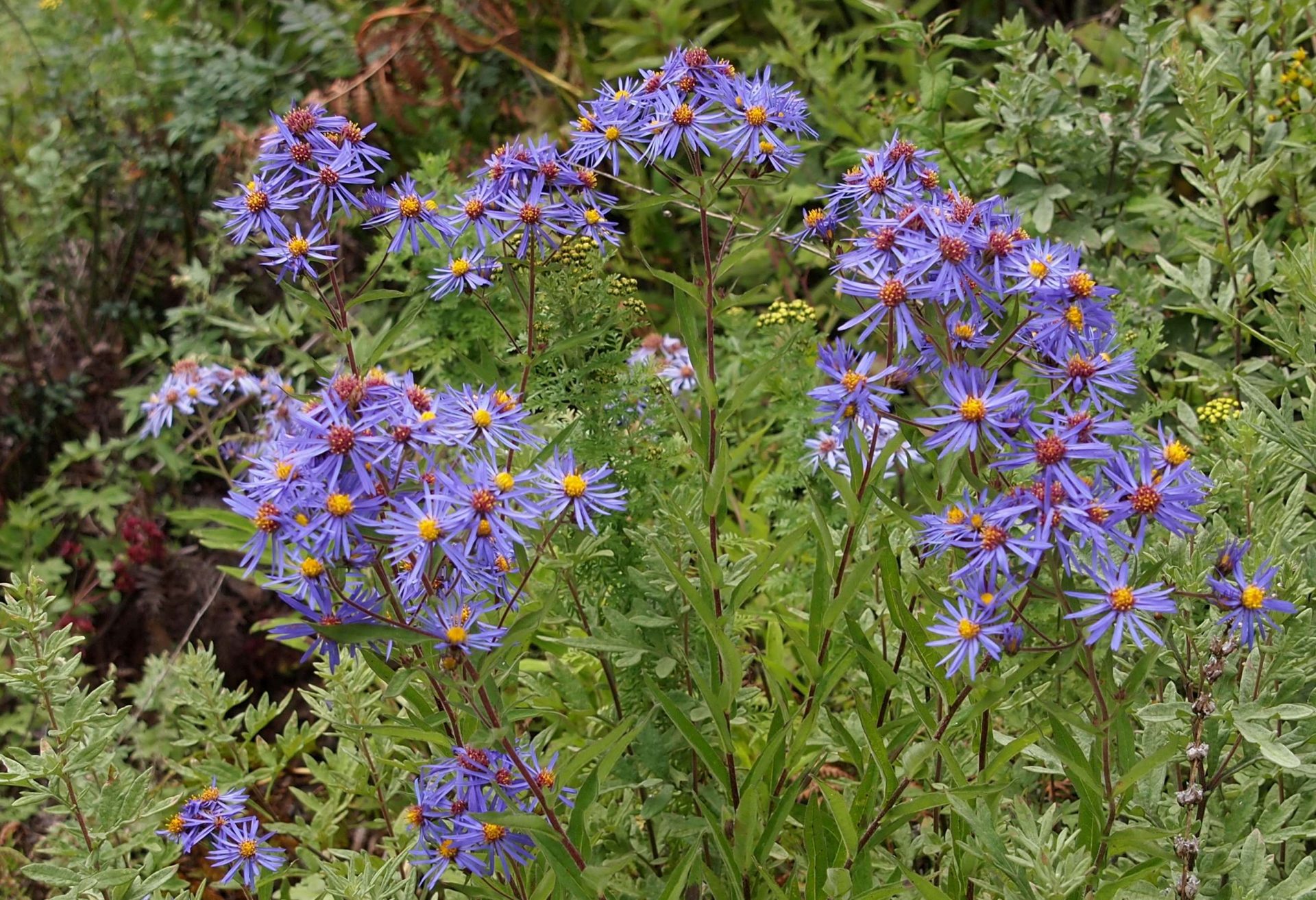 Aster vestitus — Asteraceae