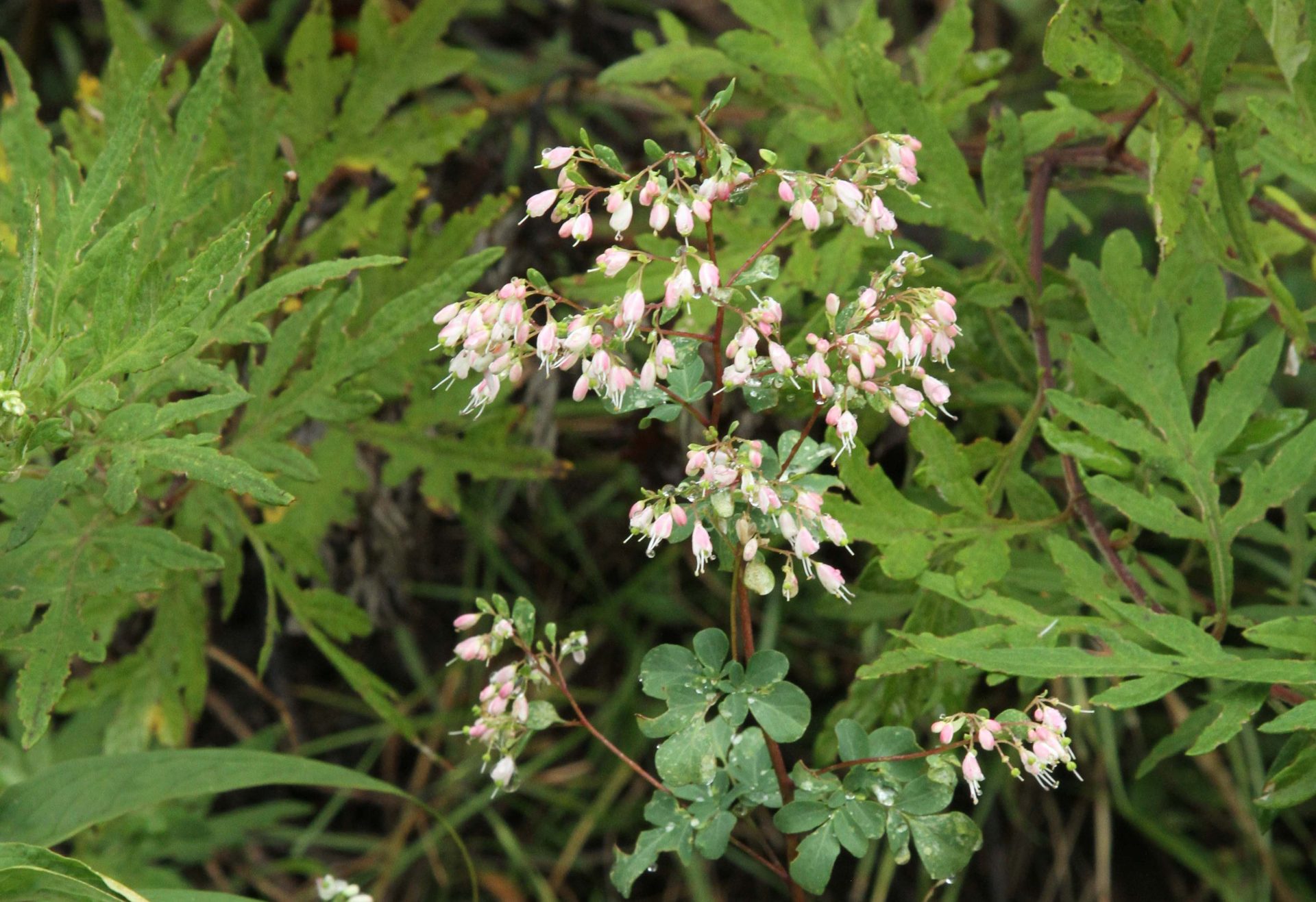 Boenninghausenia albiflora — Rutaceae