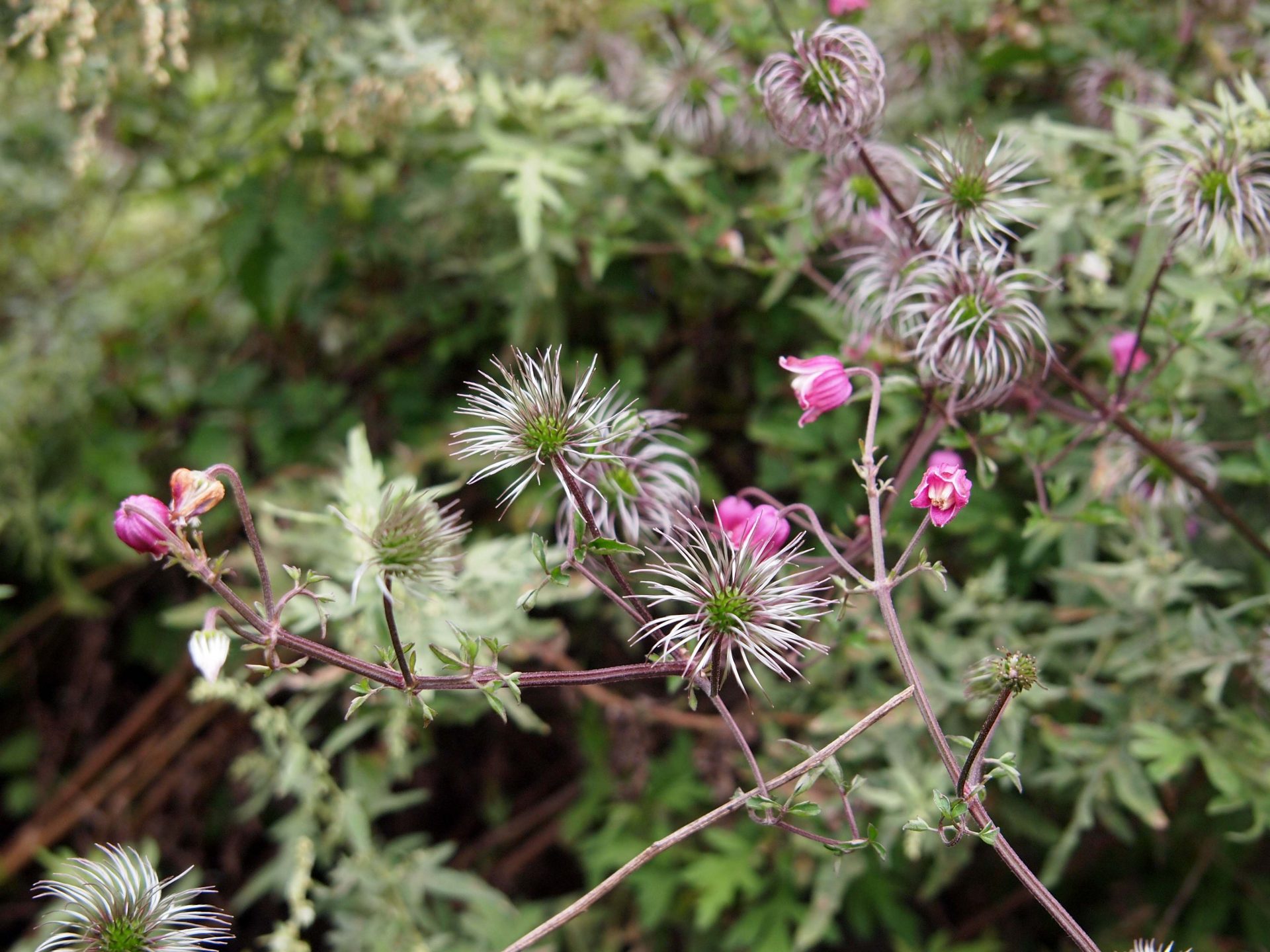 Clematis acutangula — Ranunculaceae