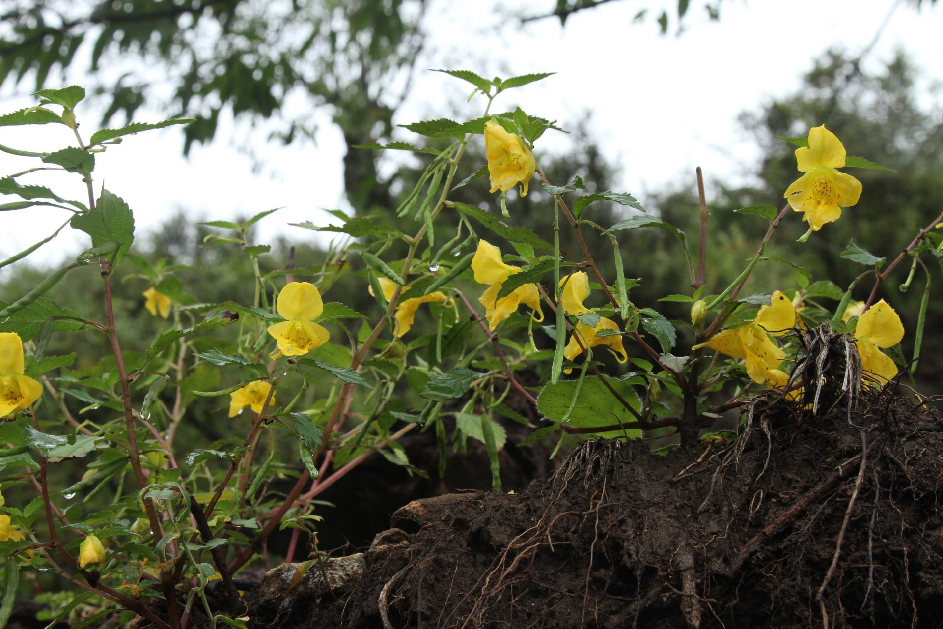 Impatiens scabrida — Balsaminaceae