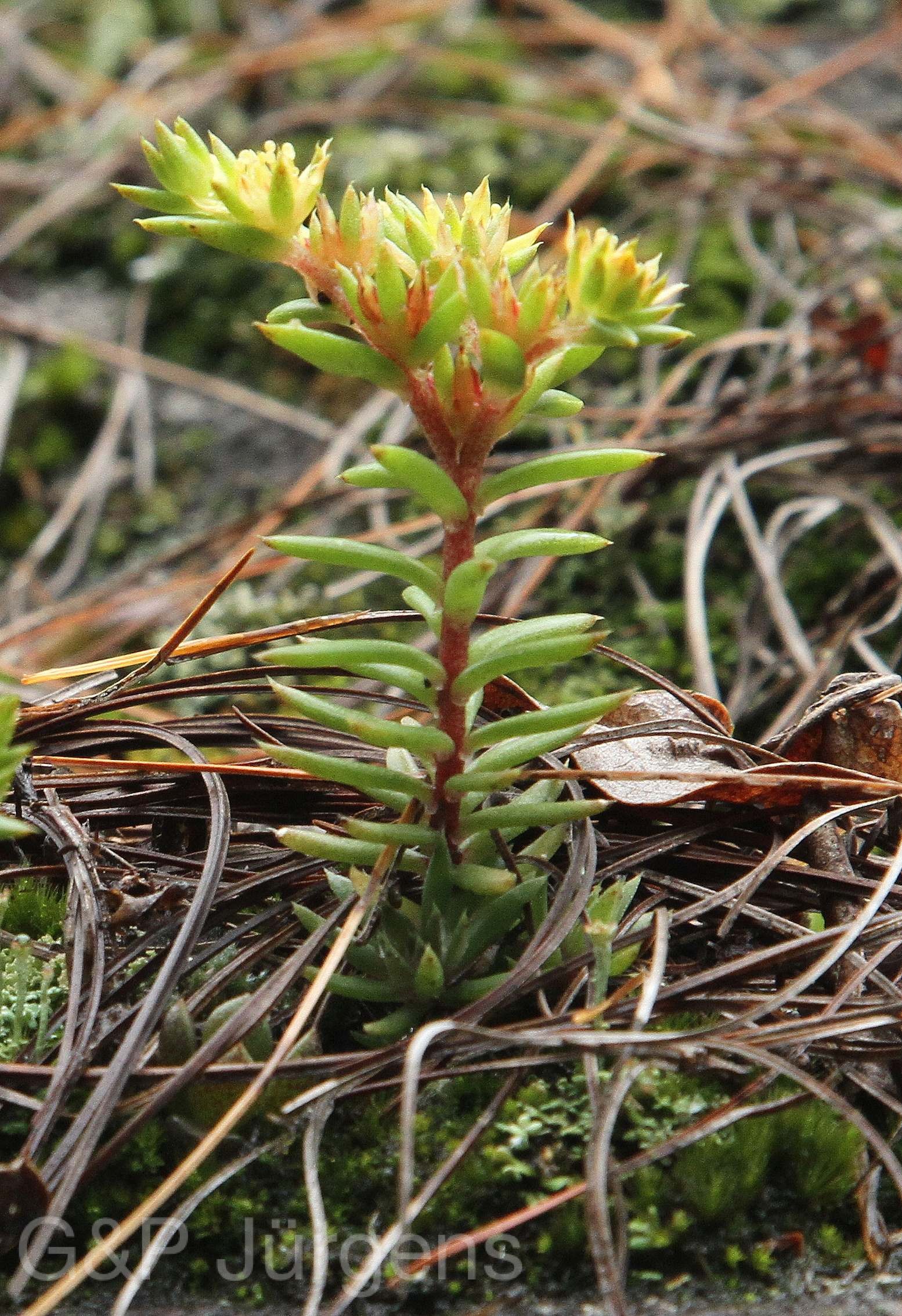 Sedum correptum — Crassulaceae
