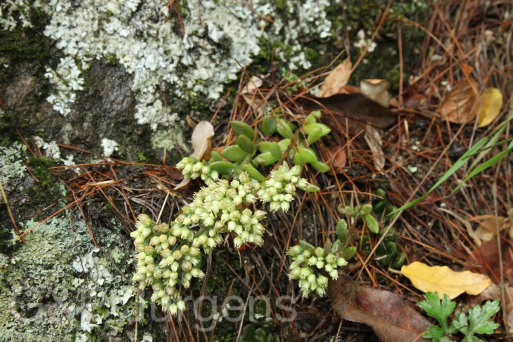 Bhutan2012 150