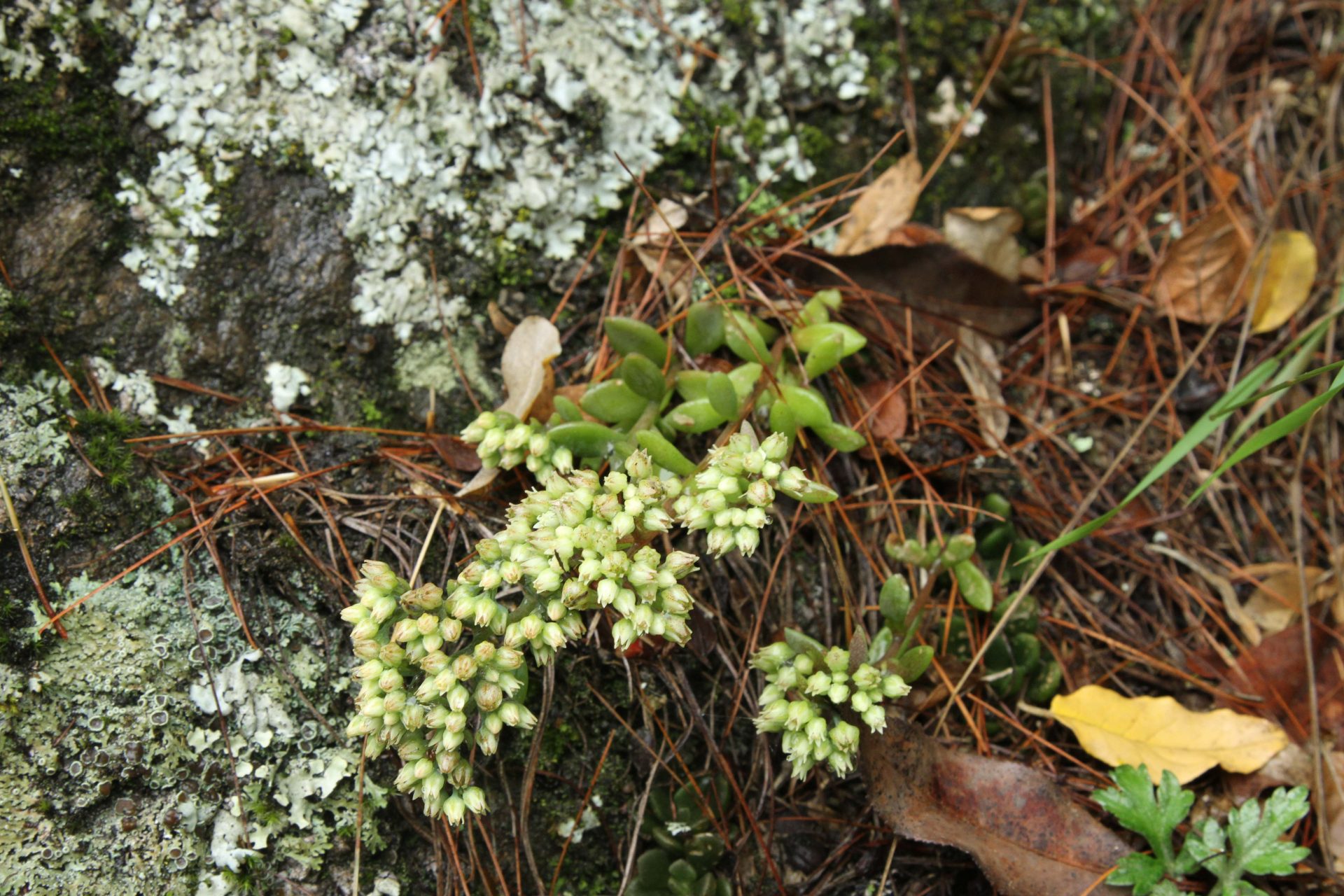 Sinocrassula indica — Crassulaceae