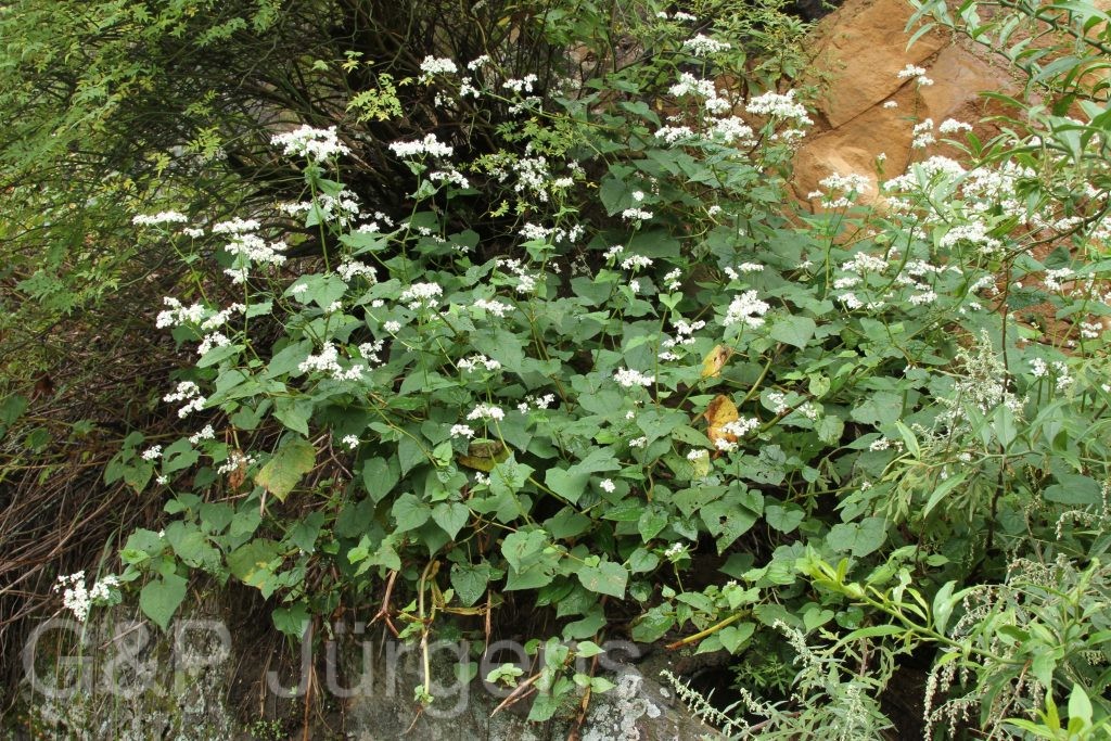 Bhutan2012 155