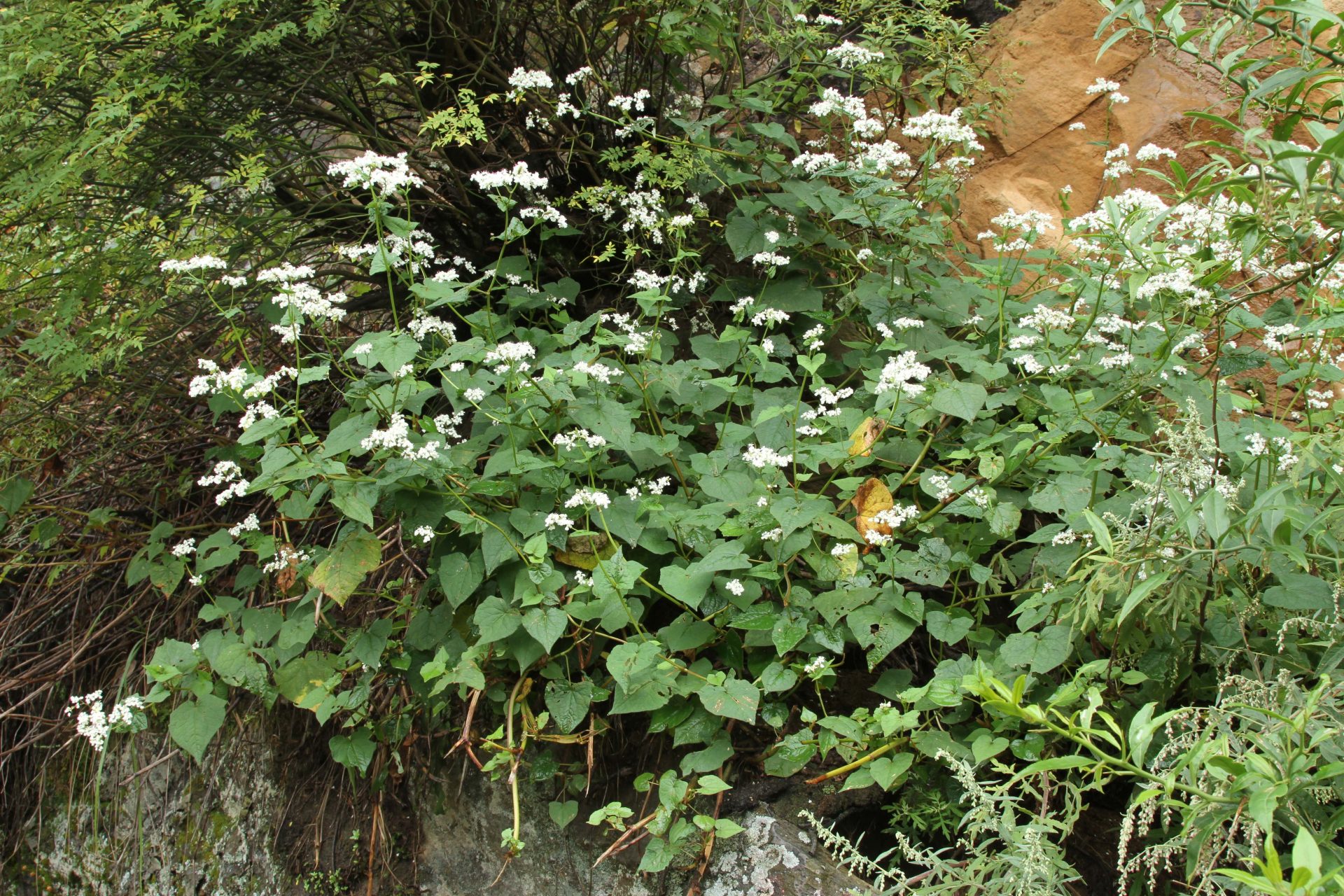 Fagopyrum esculentum — Polygonaceae