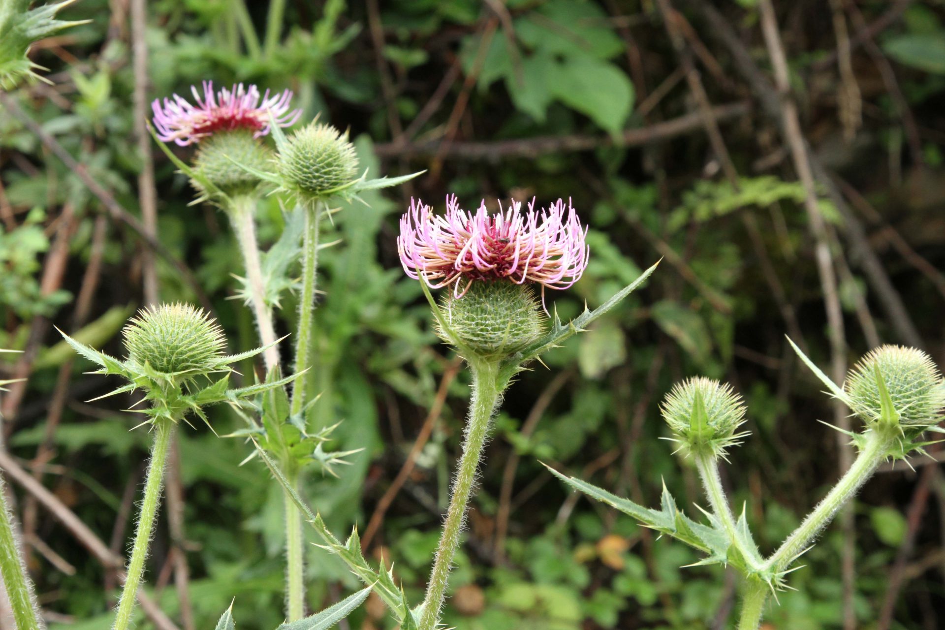 Cirsium shansiense — Asteraceae
