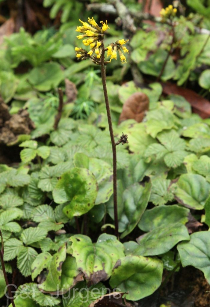 Bhutan2012 173