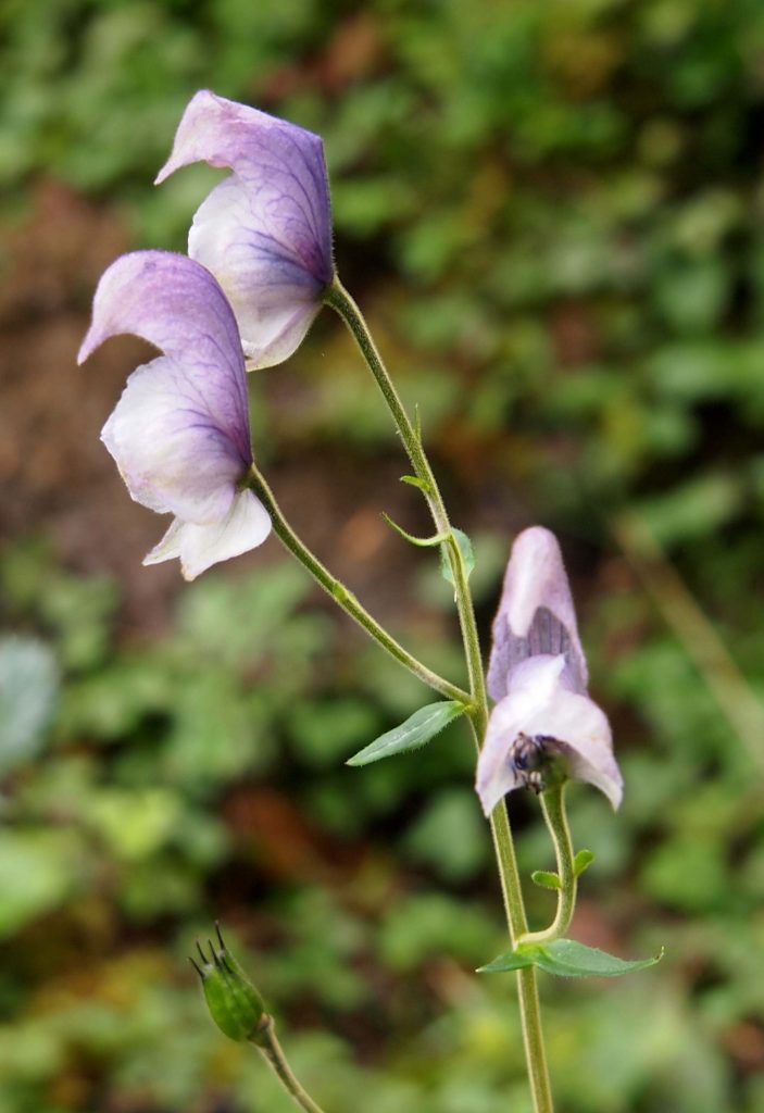 Bhutan2012 176