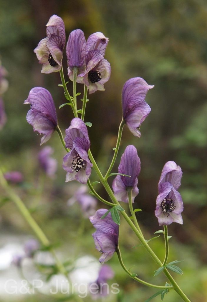 Bhutan2012 177