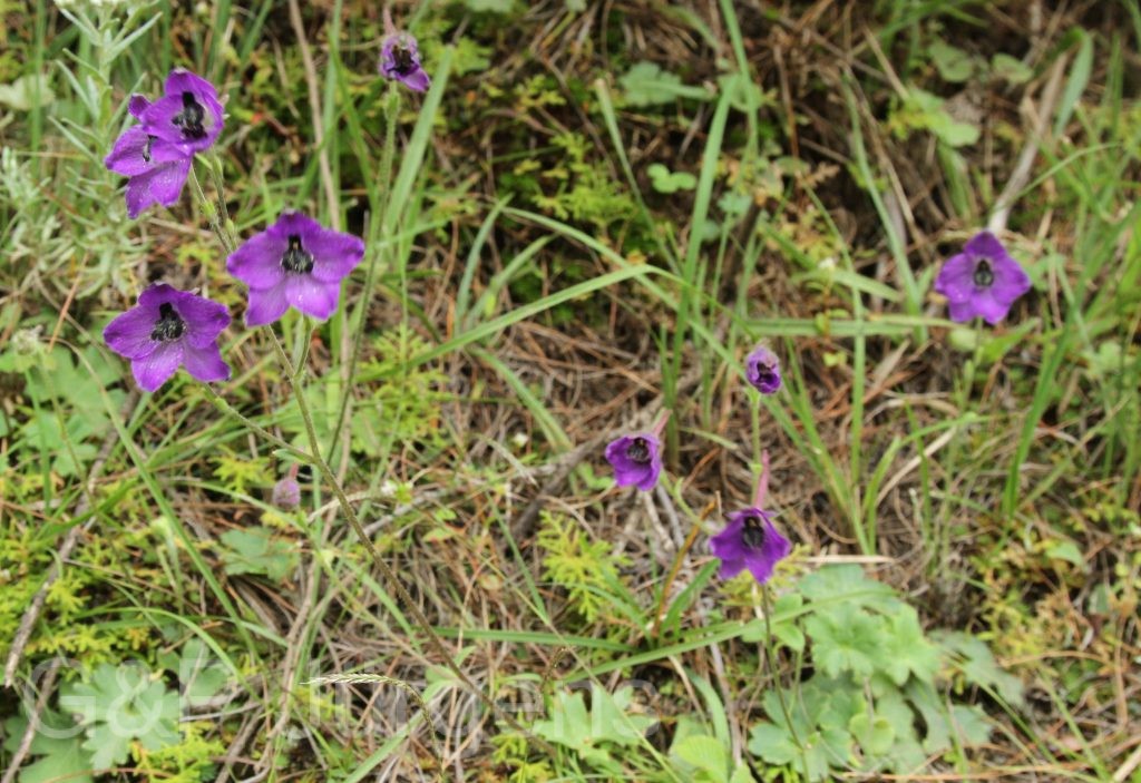 Bhutan2012 184