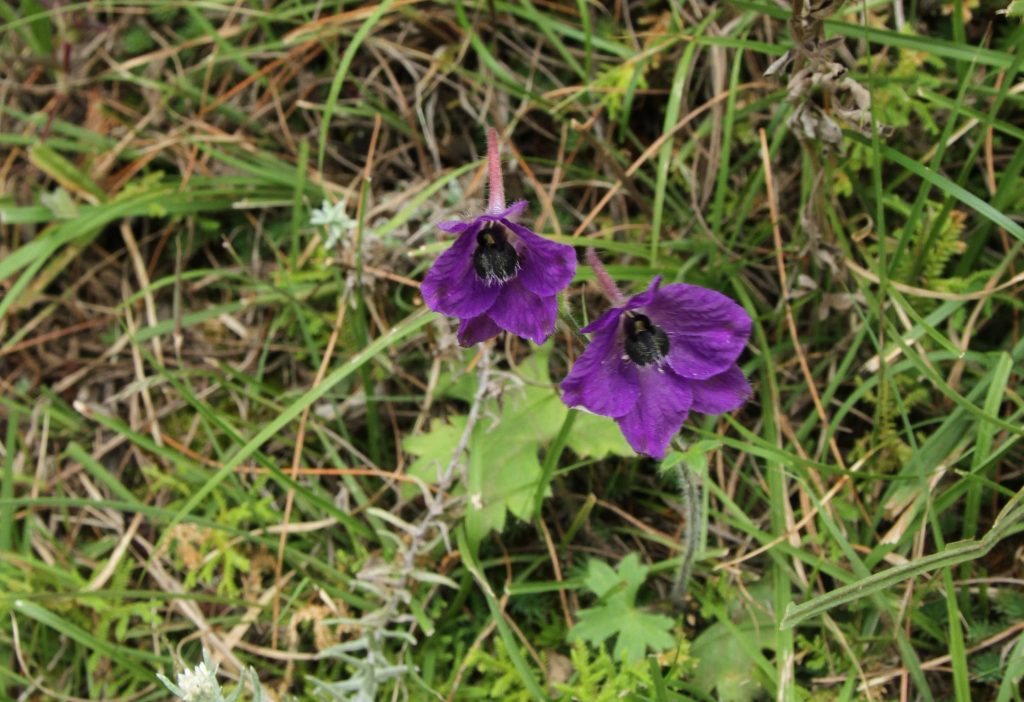 Bhutan2012 185