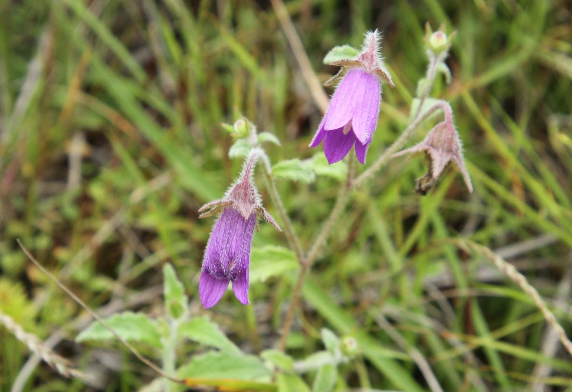 Campanula pallida — Campanulaceae