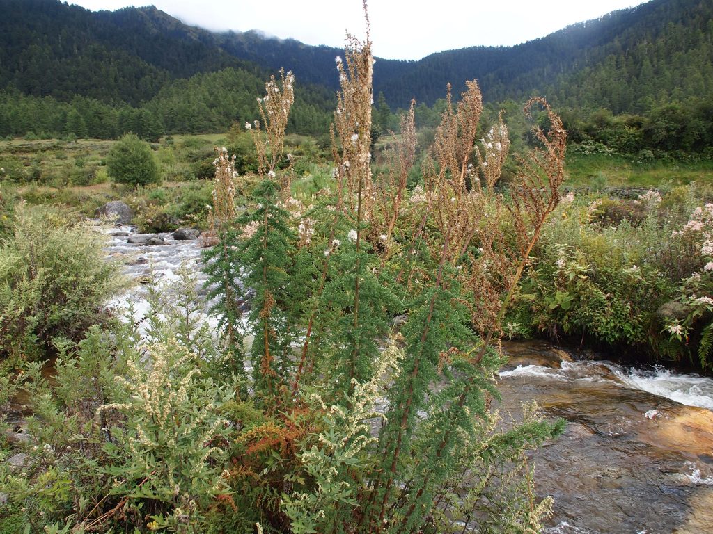 Bhutan2012 206