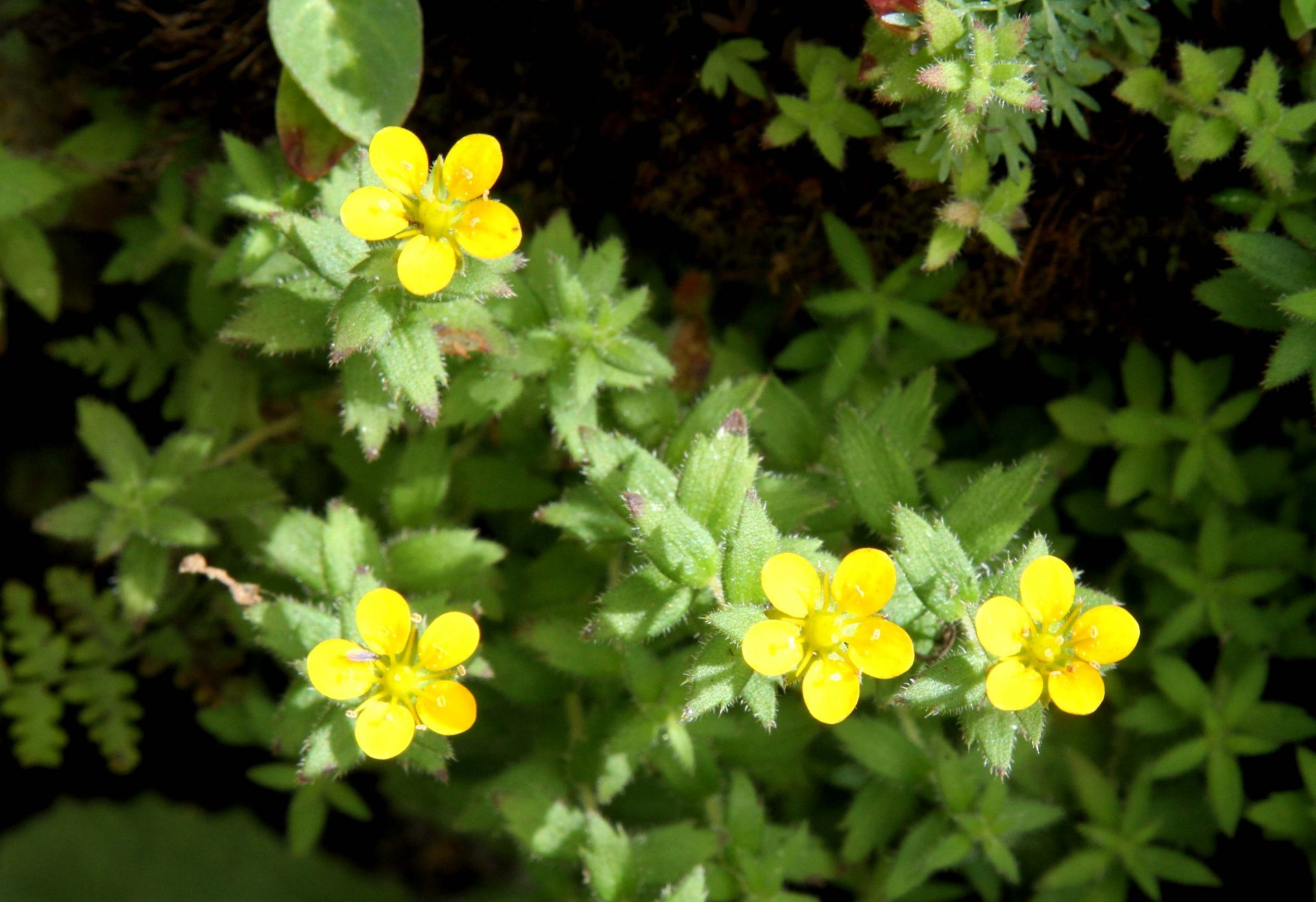 Saxifraga hispidula — Saxifragaceae