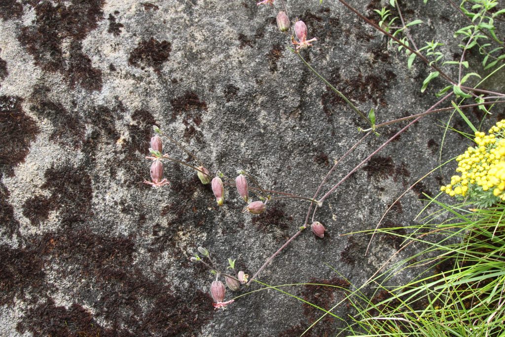 Bhutan2012 241