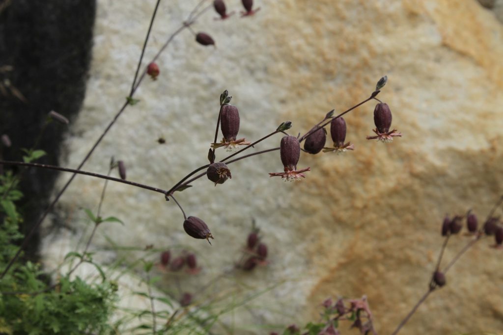 Bhutan2012 242