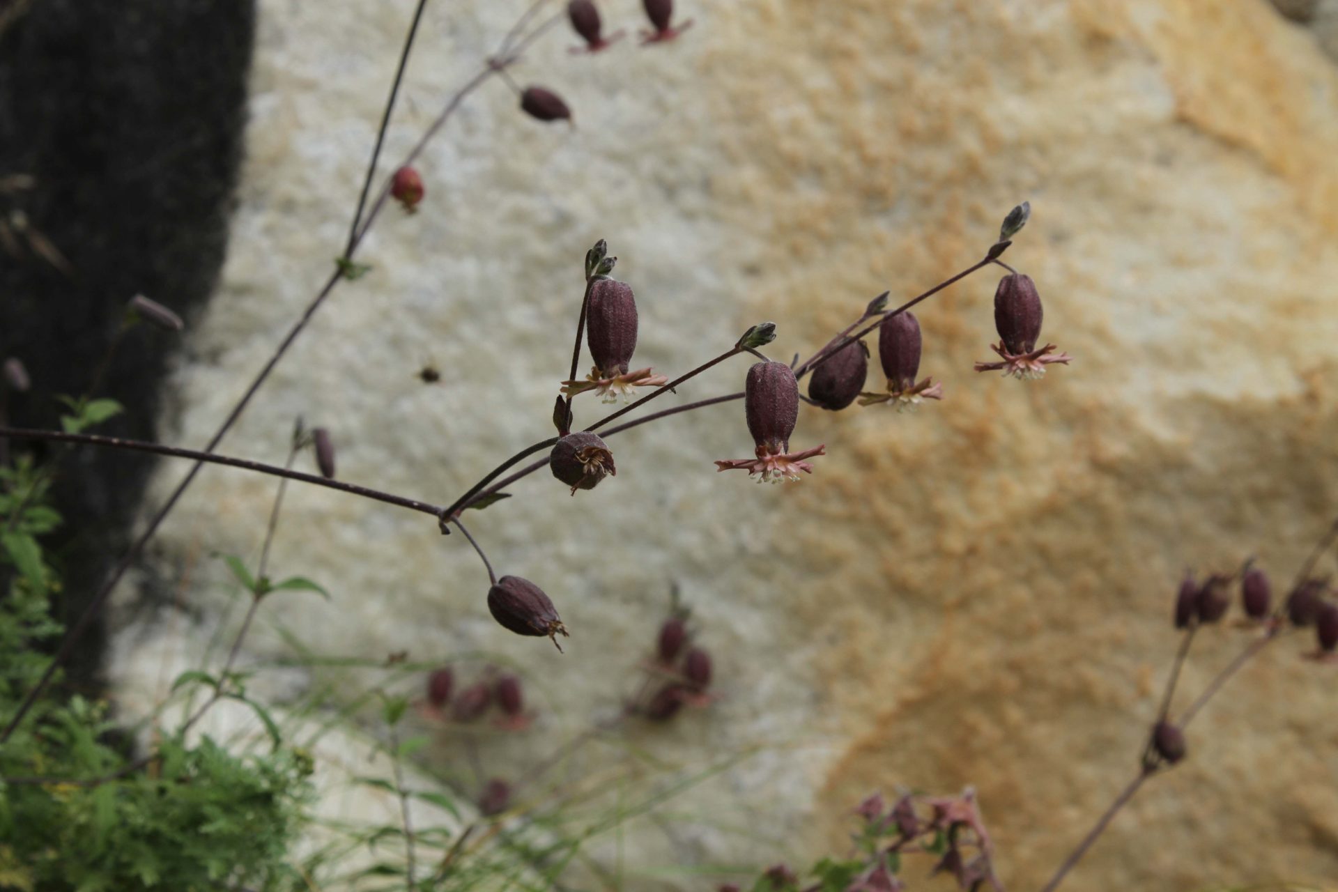 Silene nepalensis — Caryophyllaceae