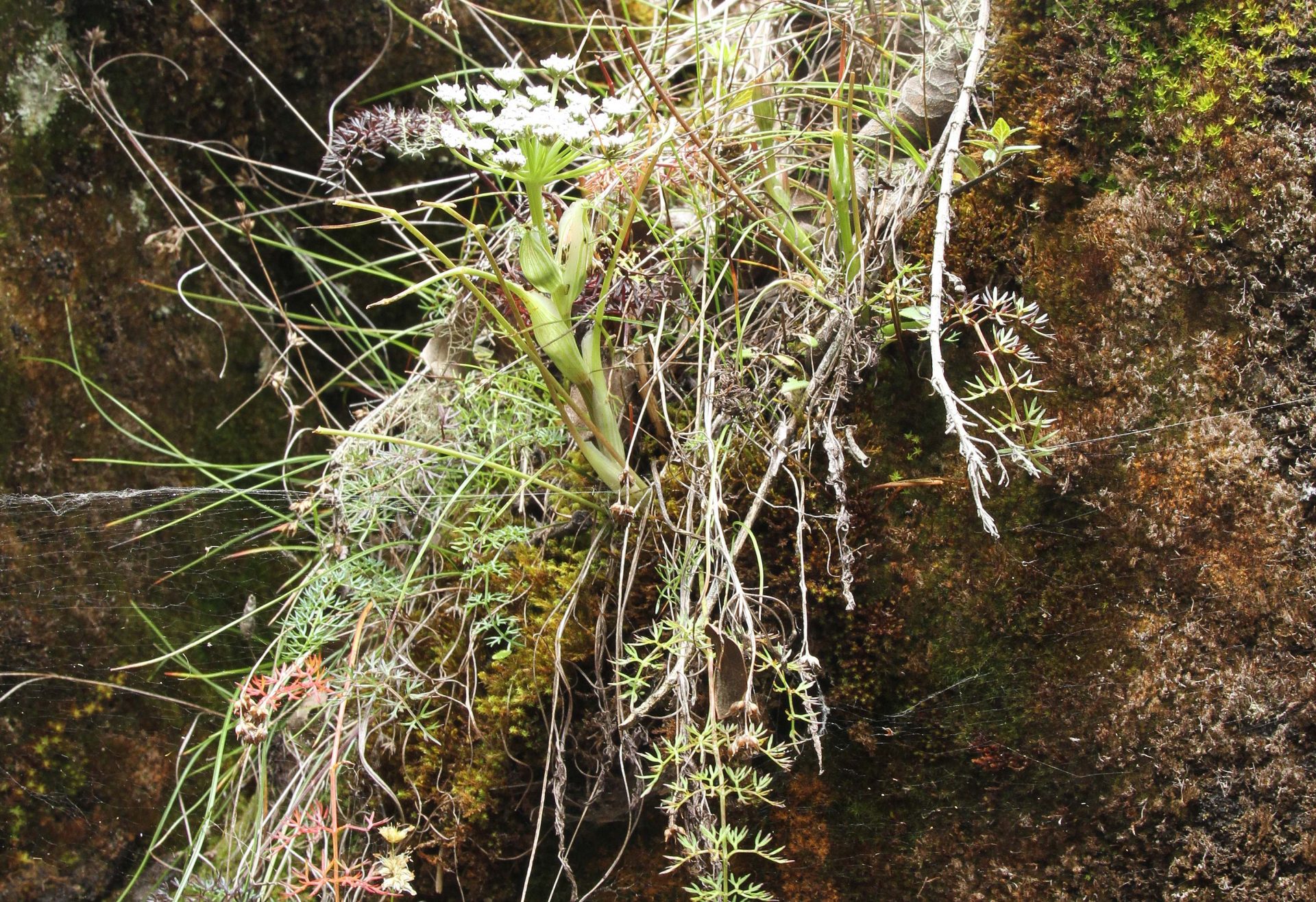 Keraymonia cortiformis — Apiaceae