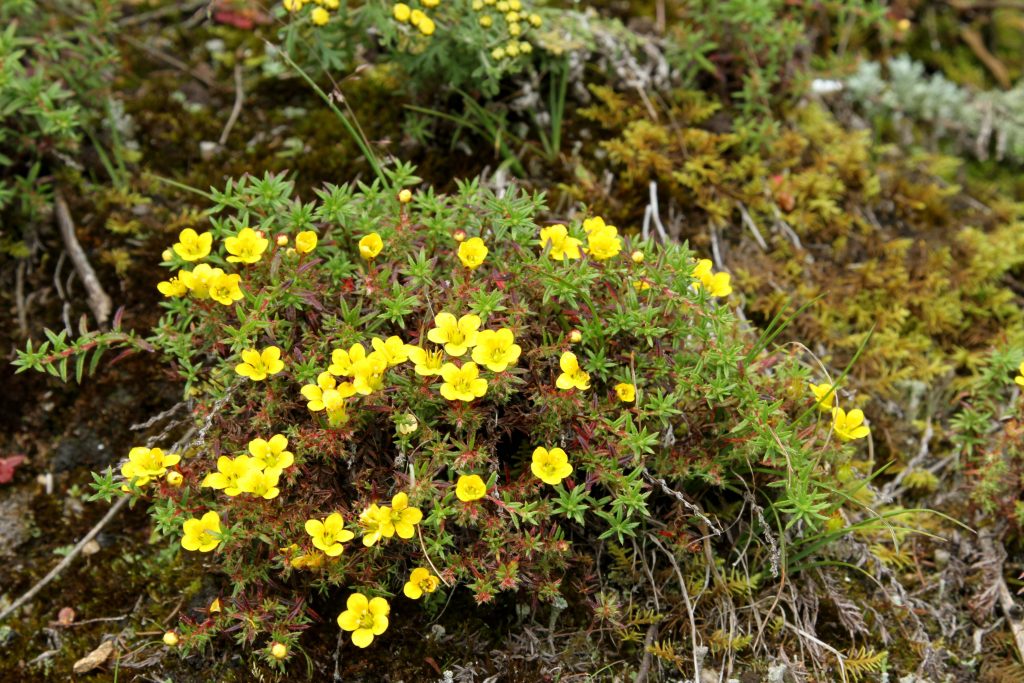 Bhutan2012 246