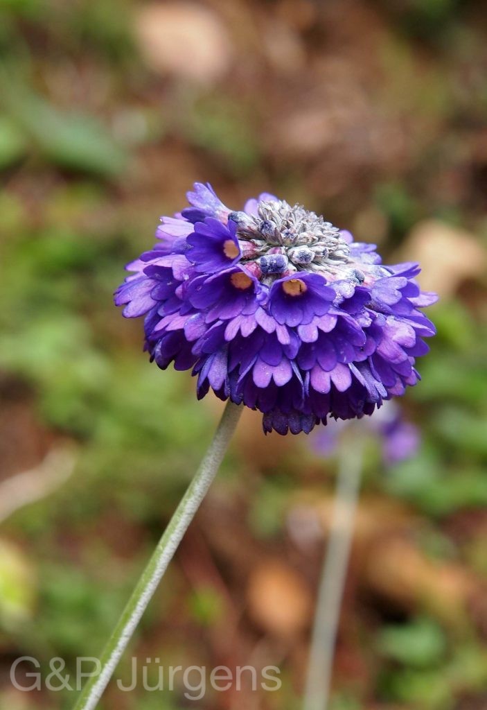Bhutan2012 25
