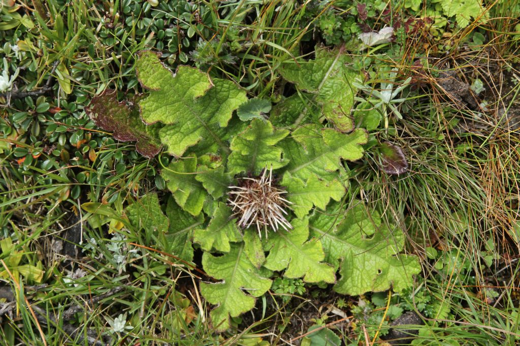 Bhutan2012 256