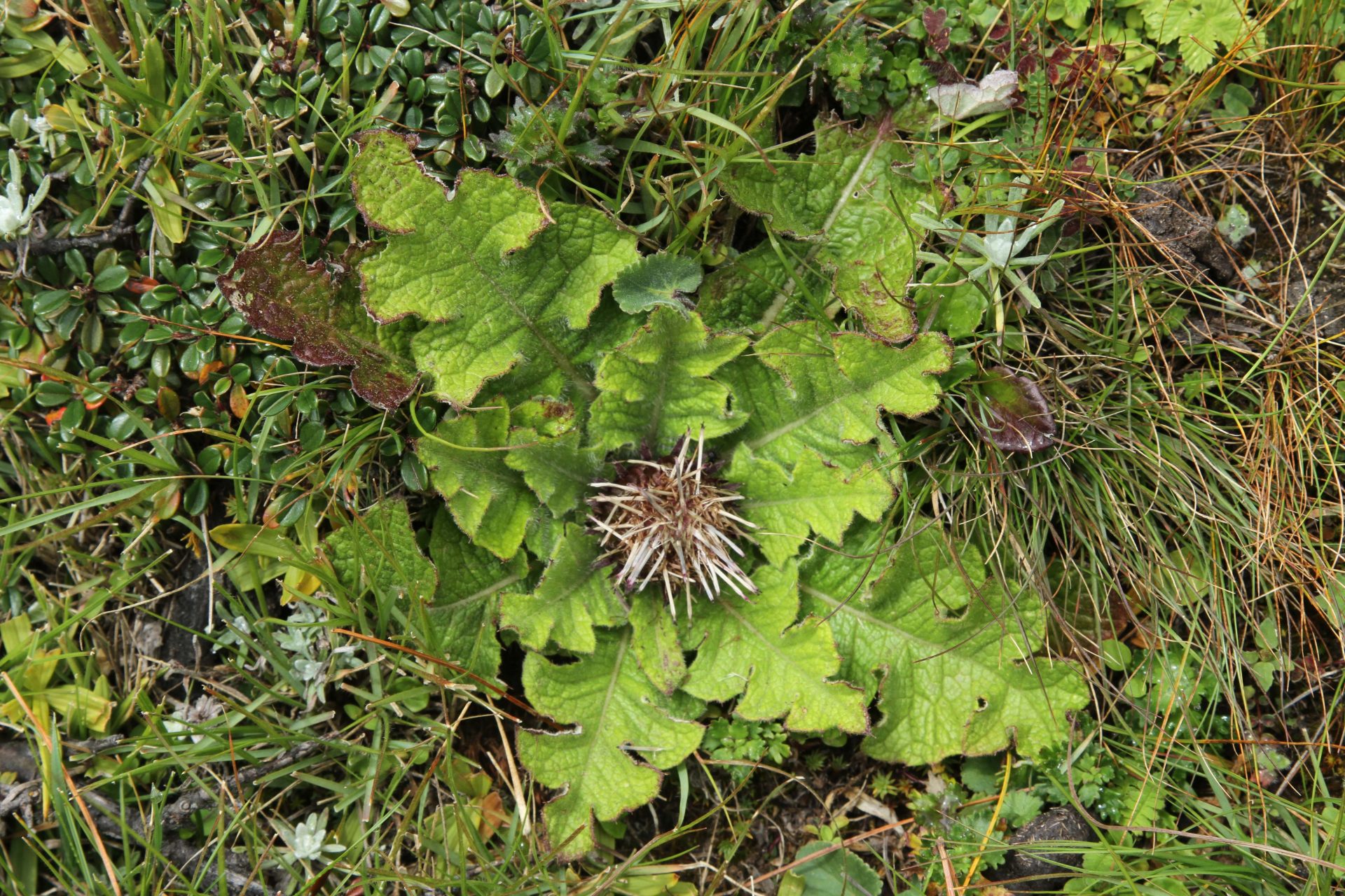 Himalaiella yakla — Asteraceae