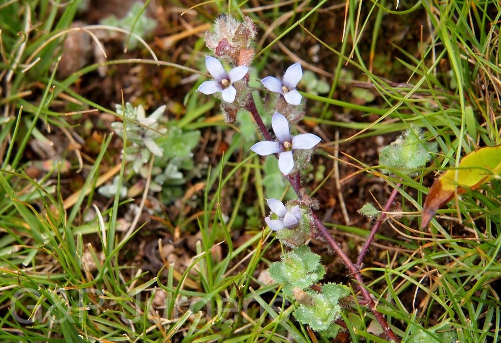 Bhutan2012 258