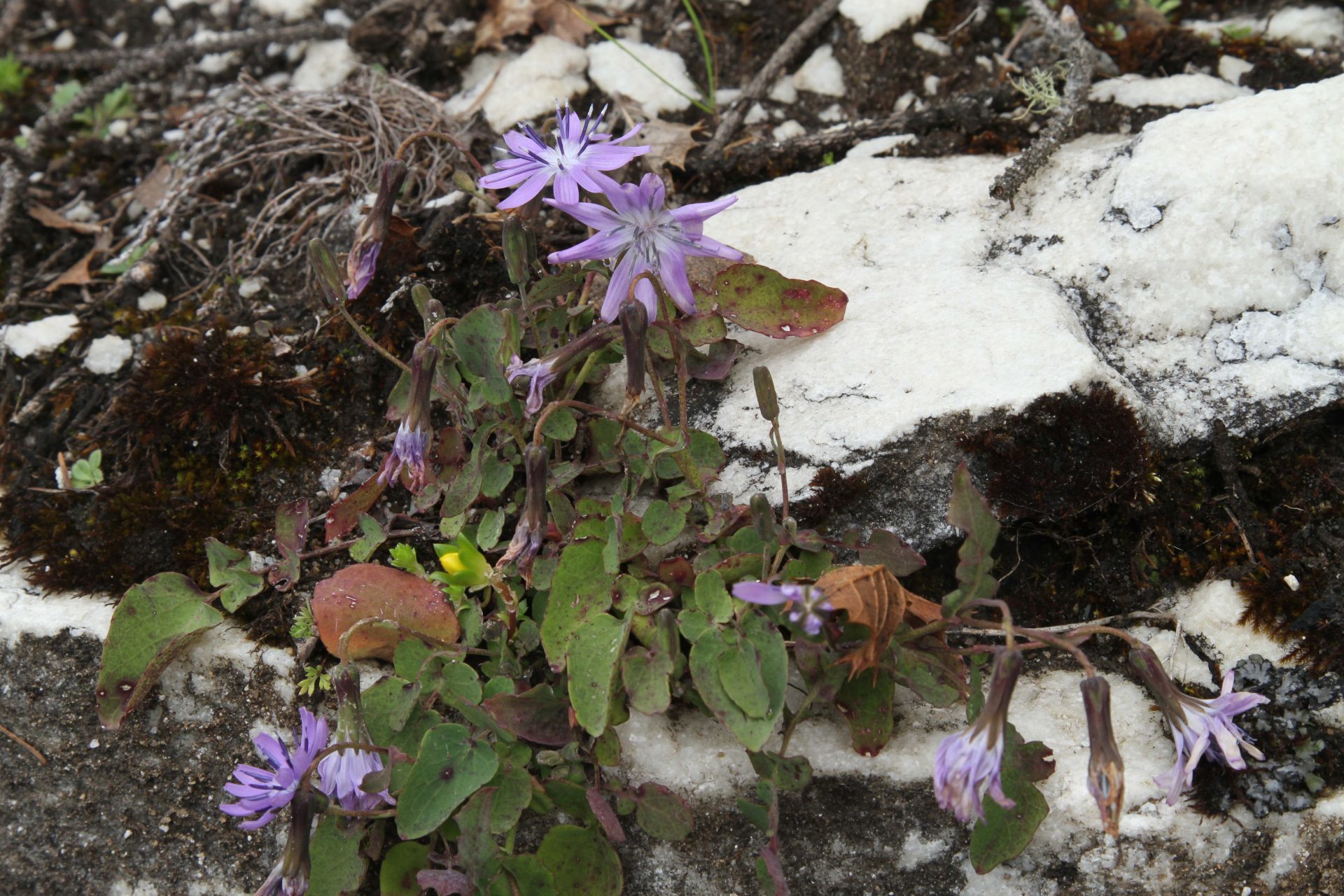 Melanoseris macrorhiza — Asteraceae