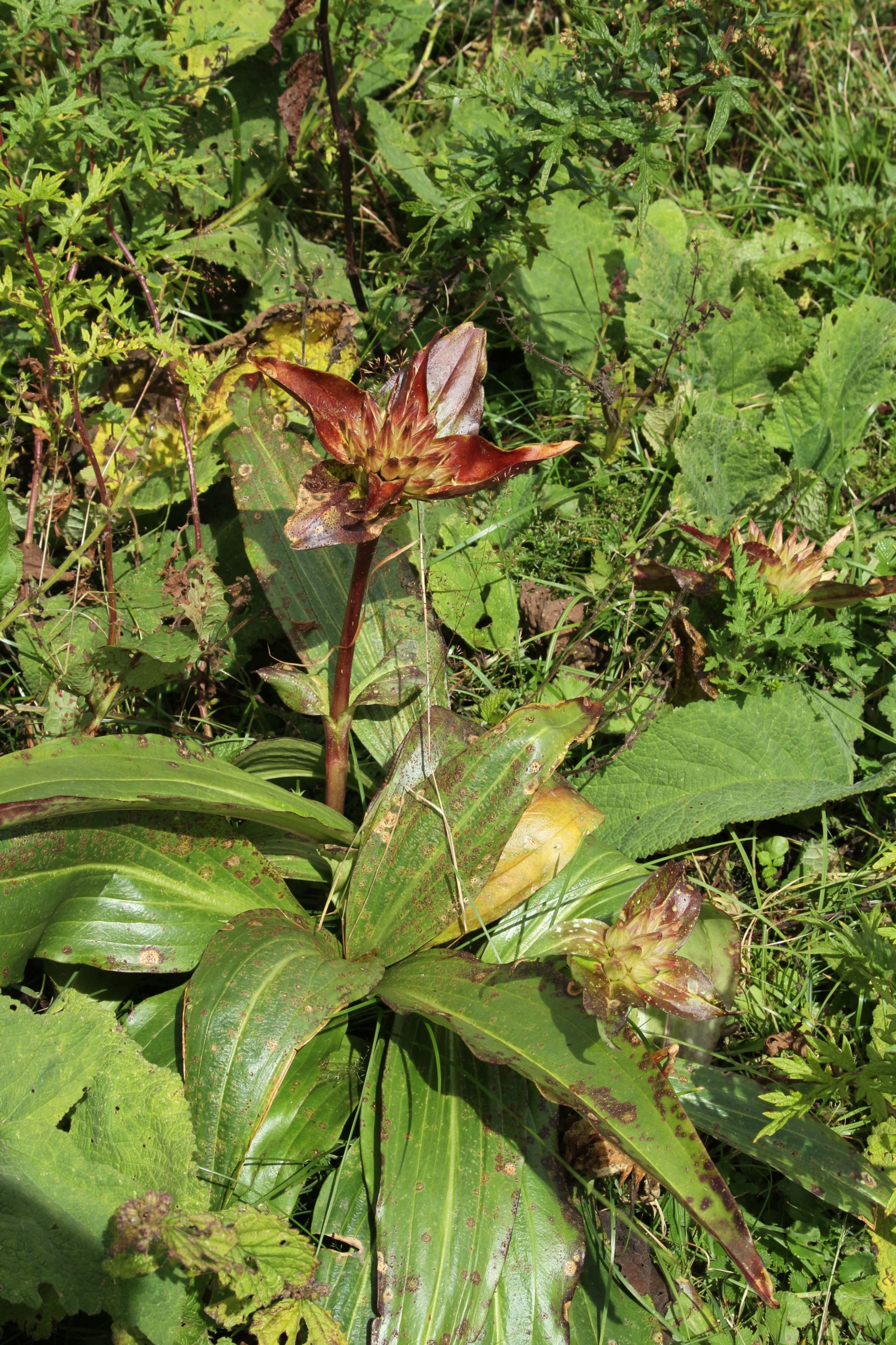 Gentiana tibetica — Gentianaceae