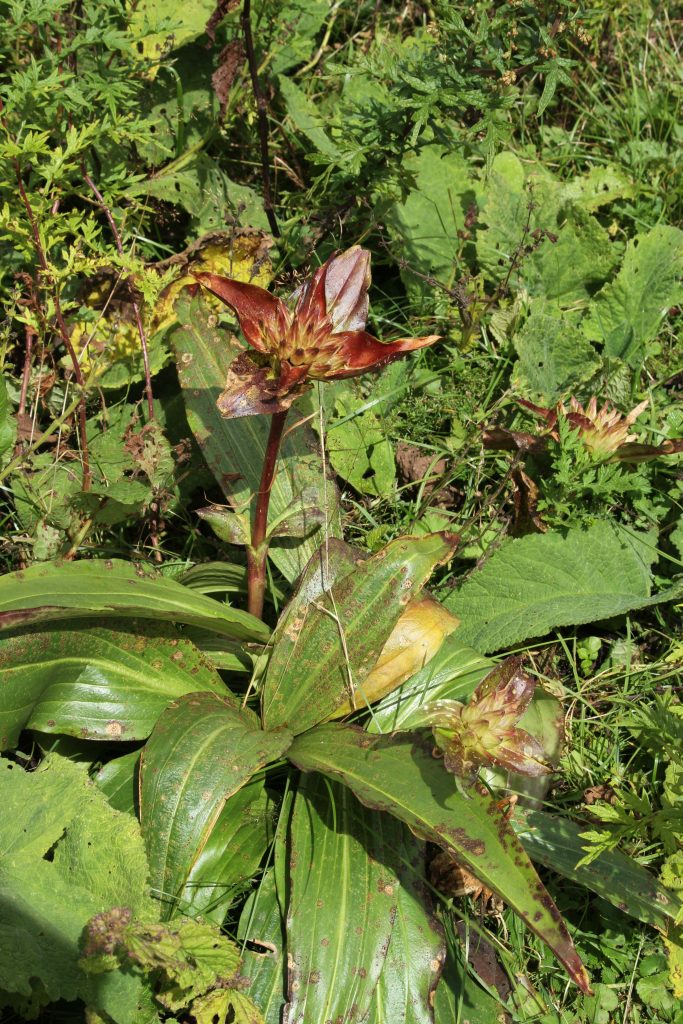 Bhutan2012 261
