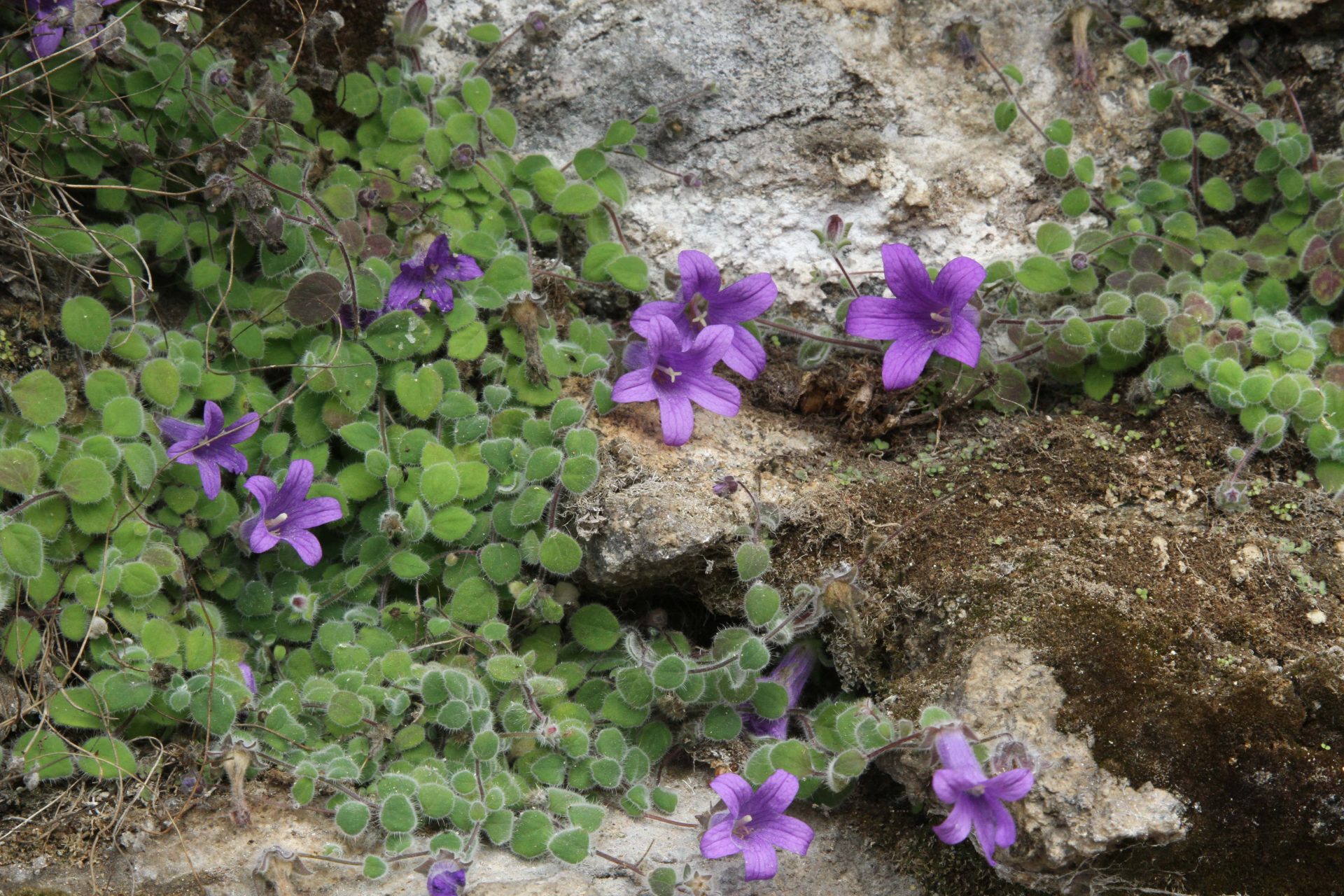 Campanula argyrotricha — Campanulaceae