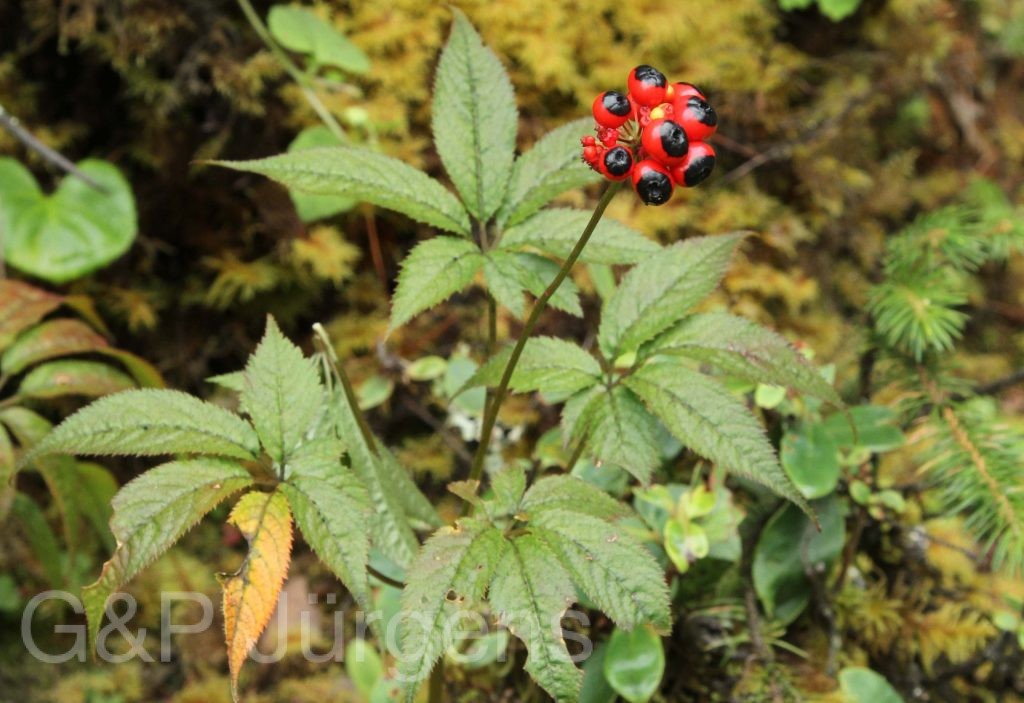 Bhutan2012 27