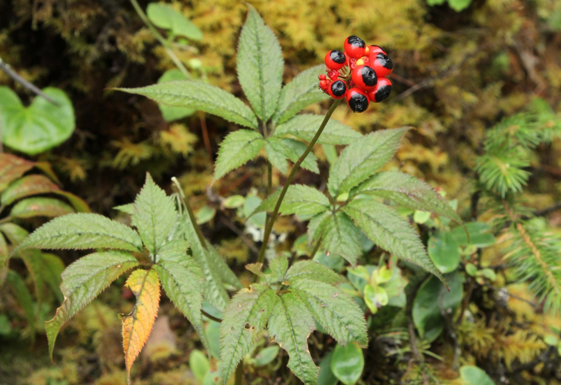Panax pseudoginseng — Araliaceae