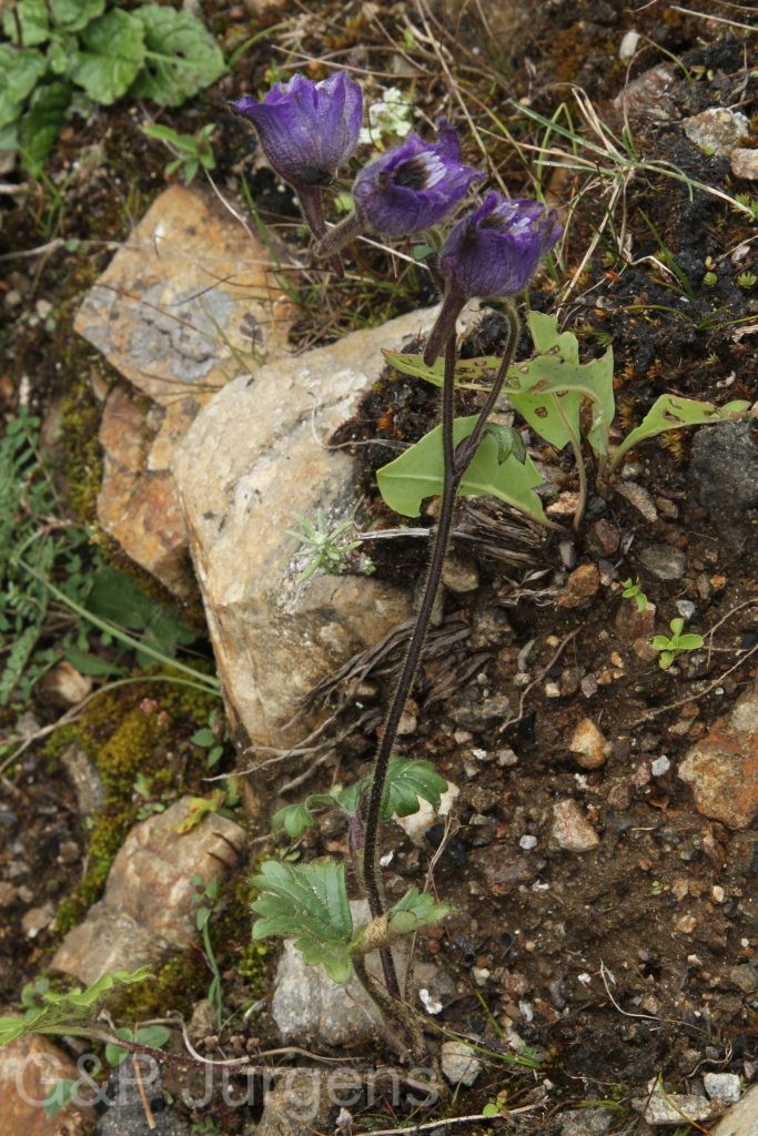 Bhutan2012 270