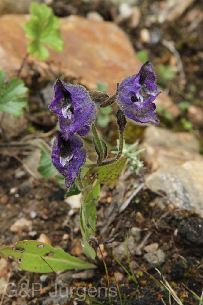 Bhutan2012 271