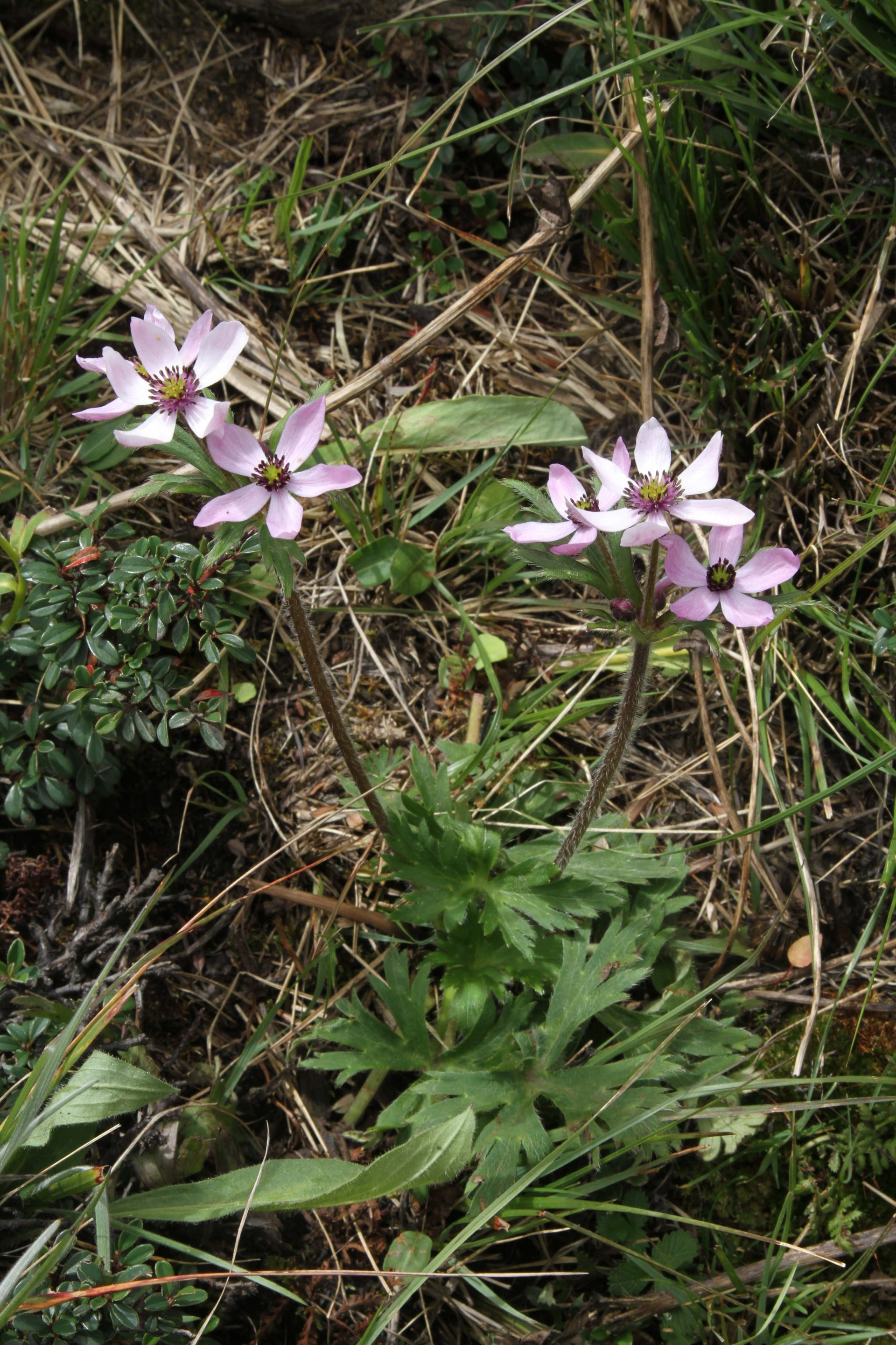 Anemonastrum polyanthes — Ranunculaceae