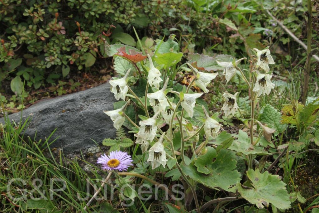 Bhutan2012 283