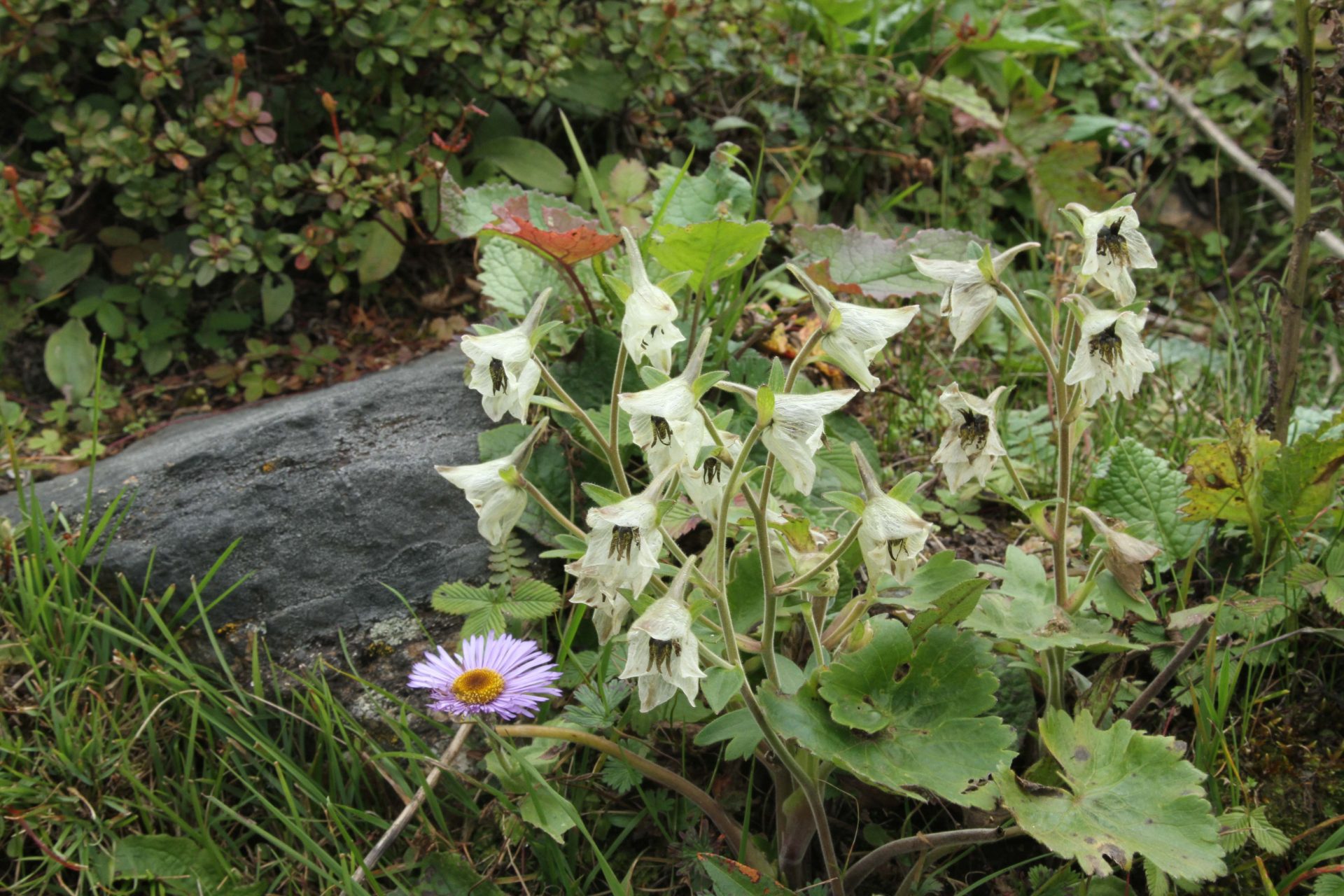 Delphinium viscosum — Ranunculaceae