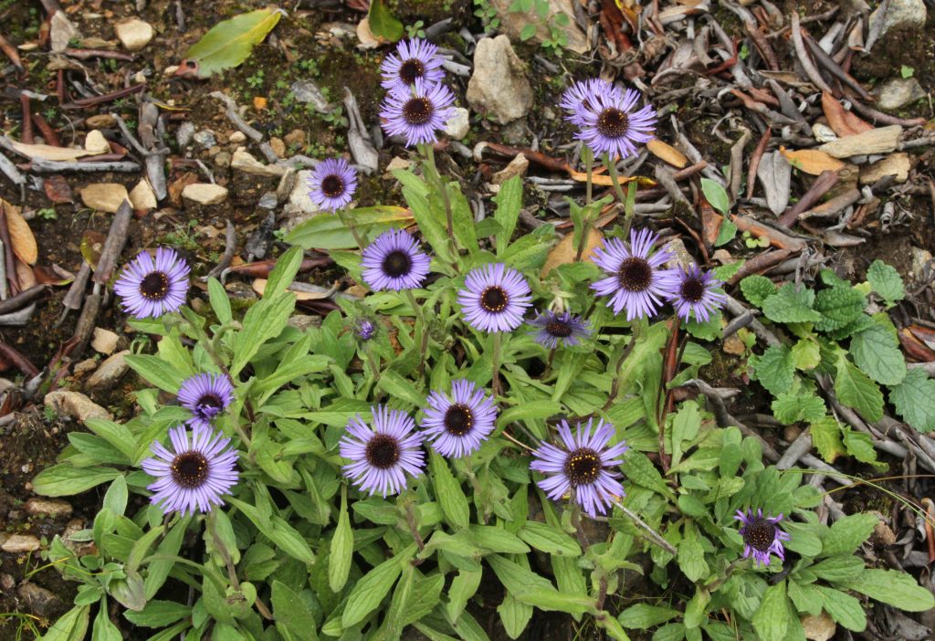Bhutan2012 292