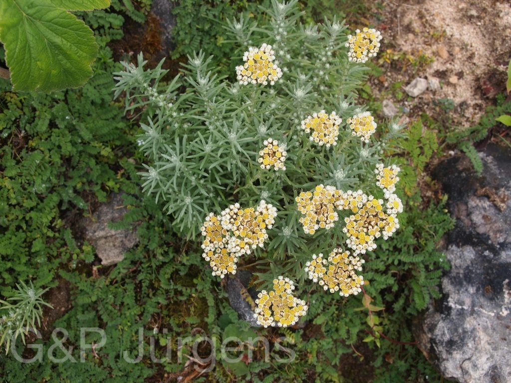 Bhutan2012 294