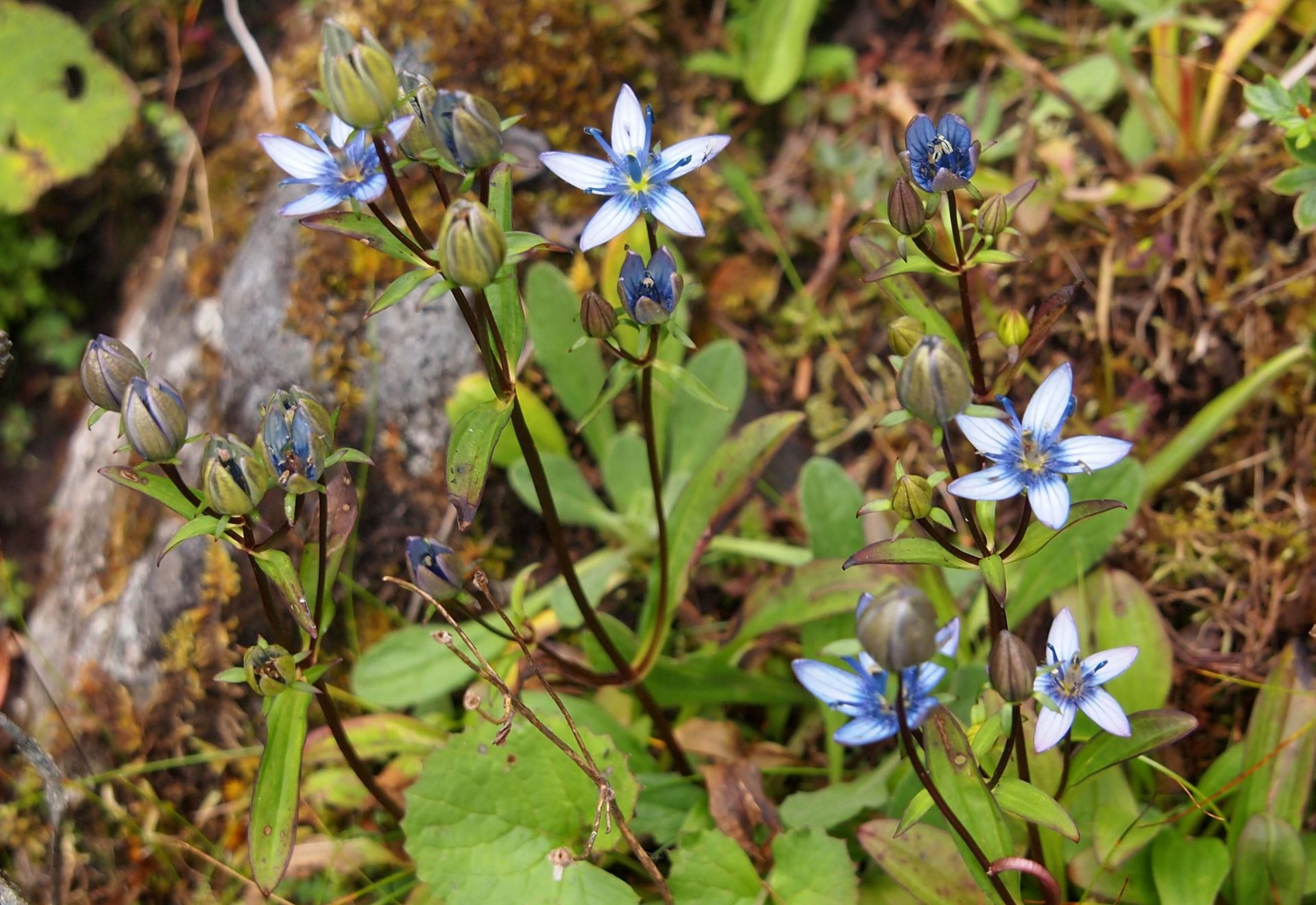 Swertia cuneata — Gentianaceae