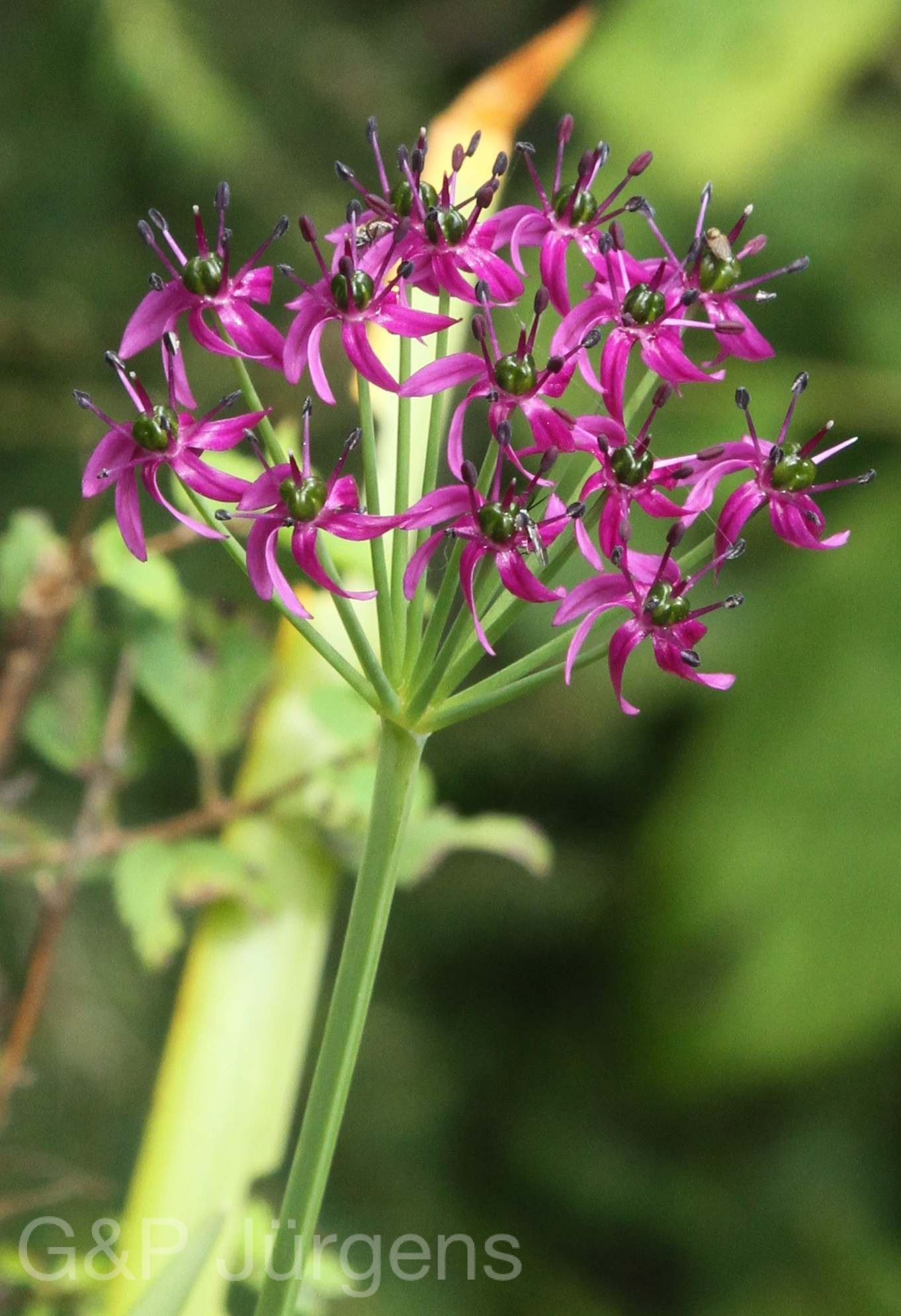 Allium wallichii — Alliaceae